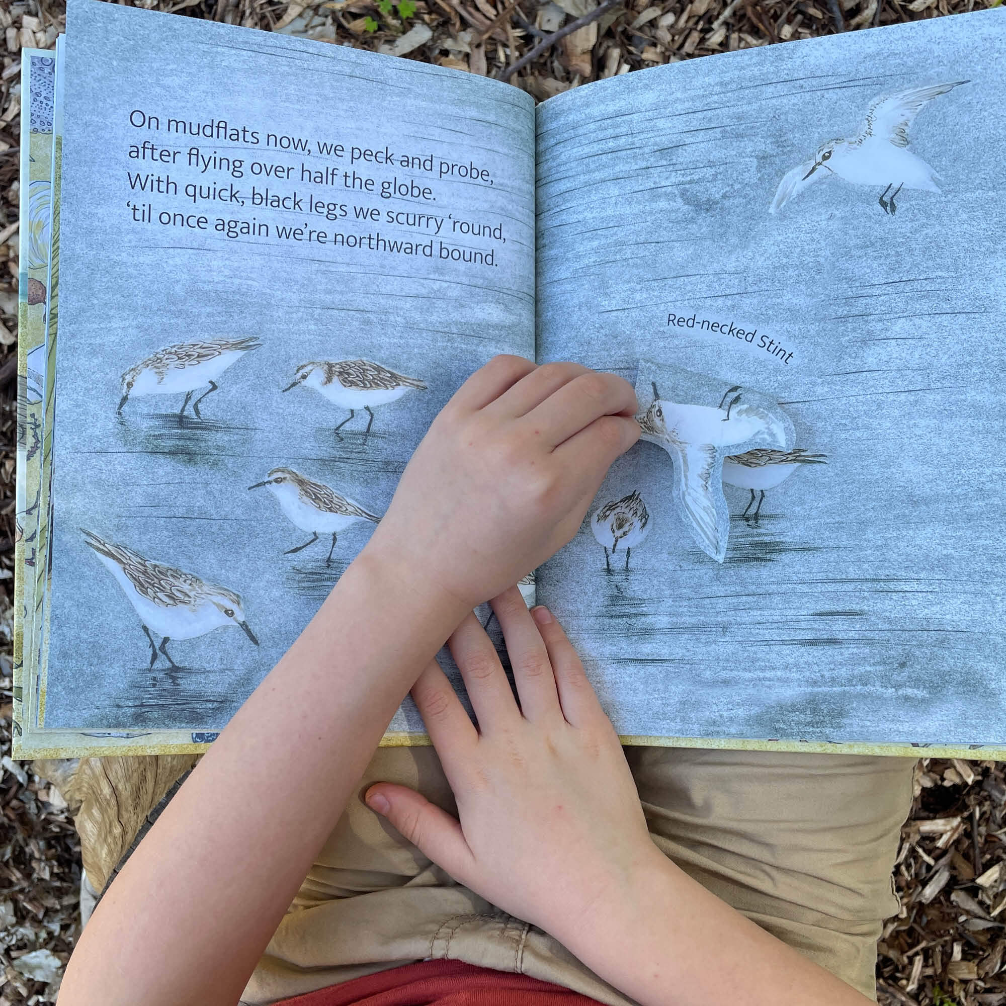 The Beach Birds Book + Card Game