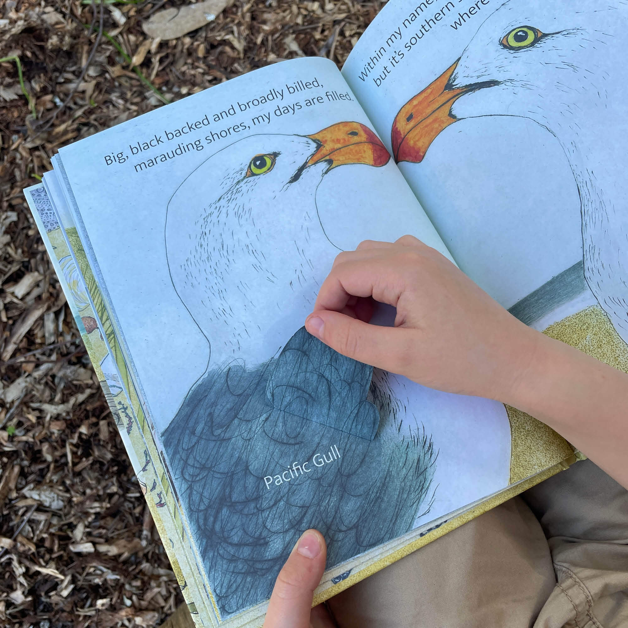 The Beach Birds Book + Card Game
