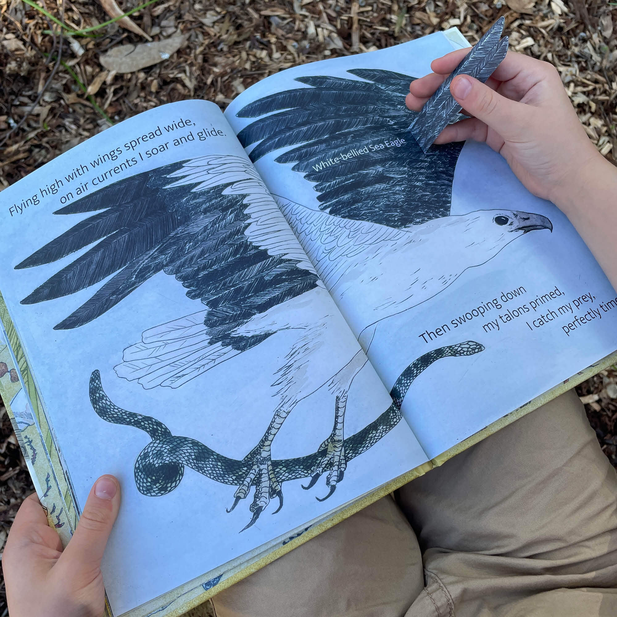 The Beach Birds Book + Card Game