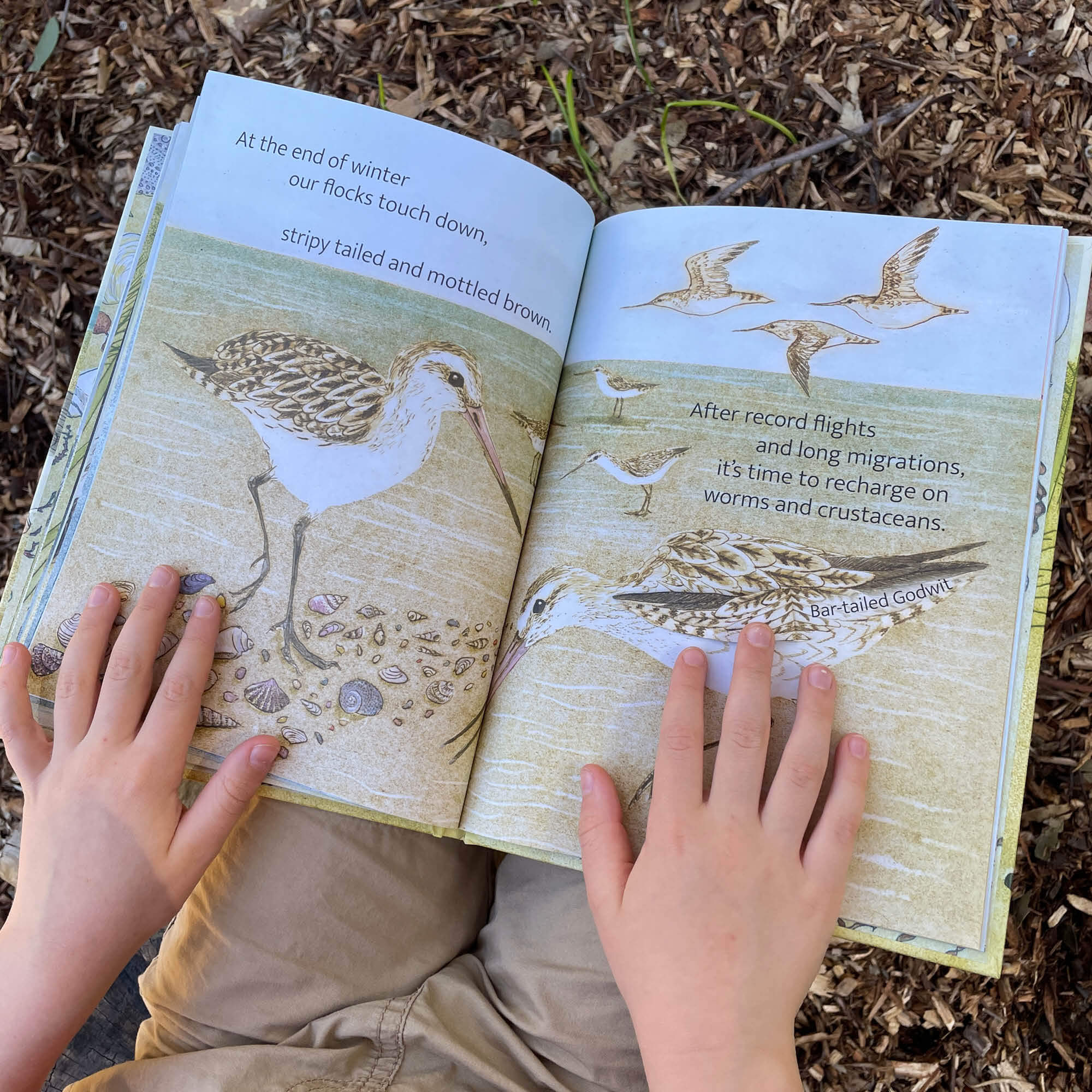 The Beach Birds Book + Card Game
