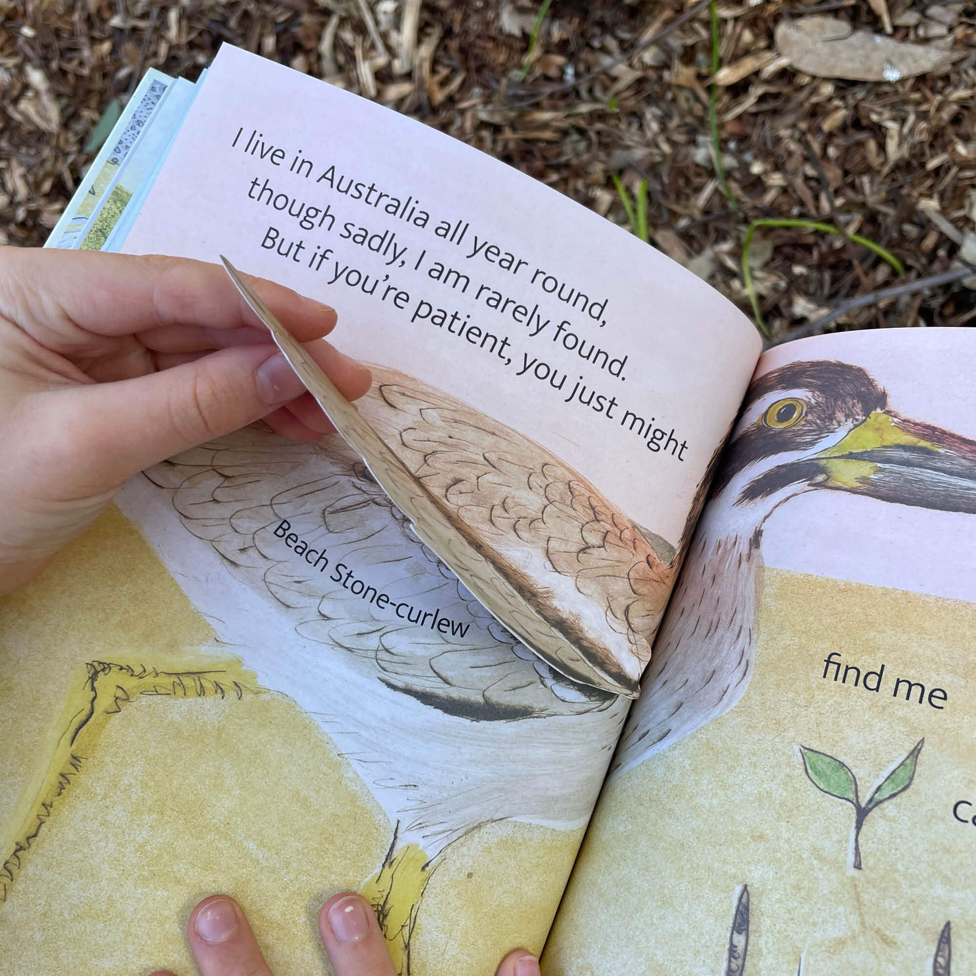 The Beach Birds Book + Card Game