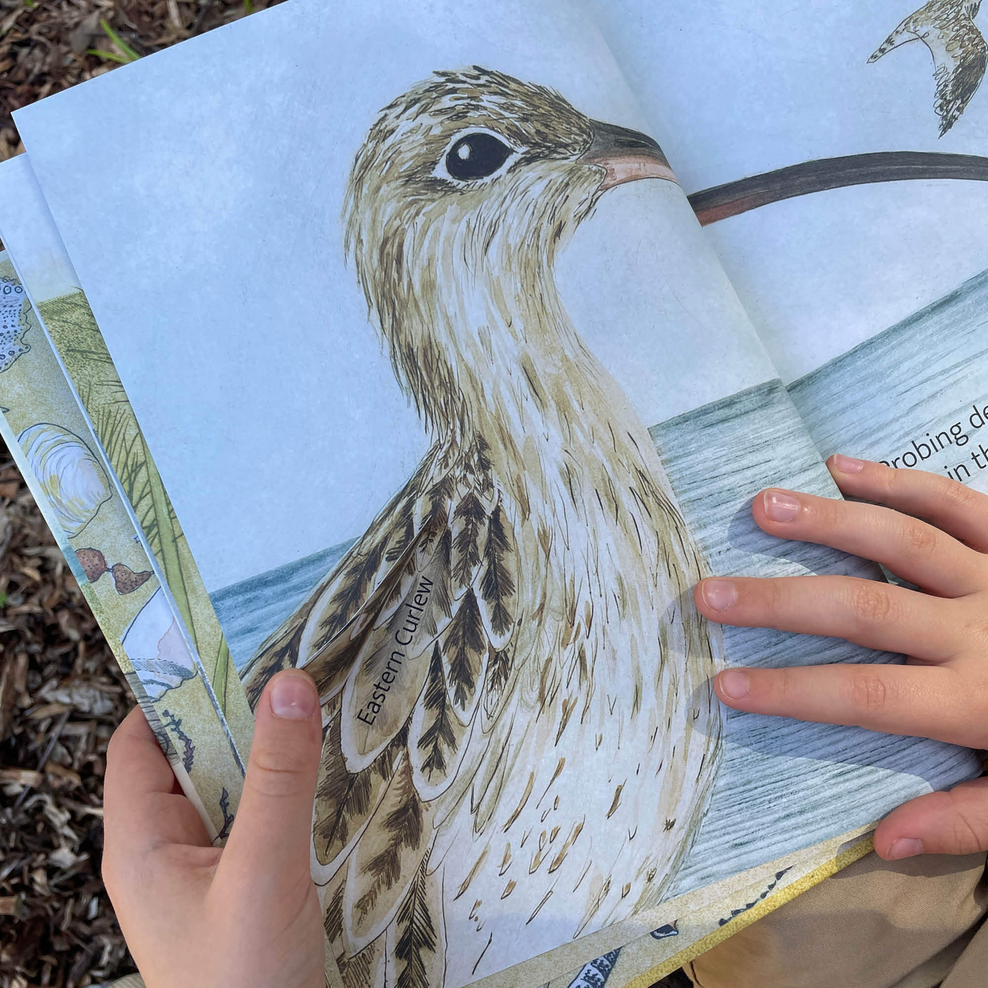 The Beach Birds Book + Card Game