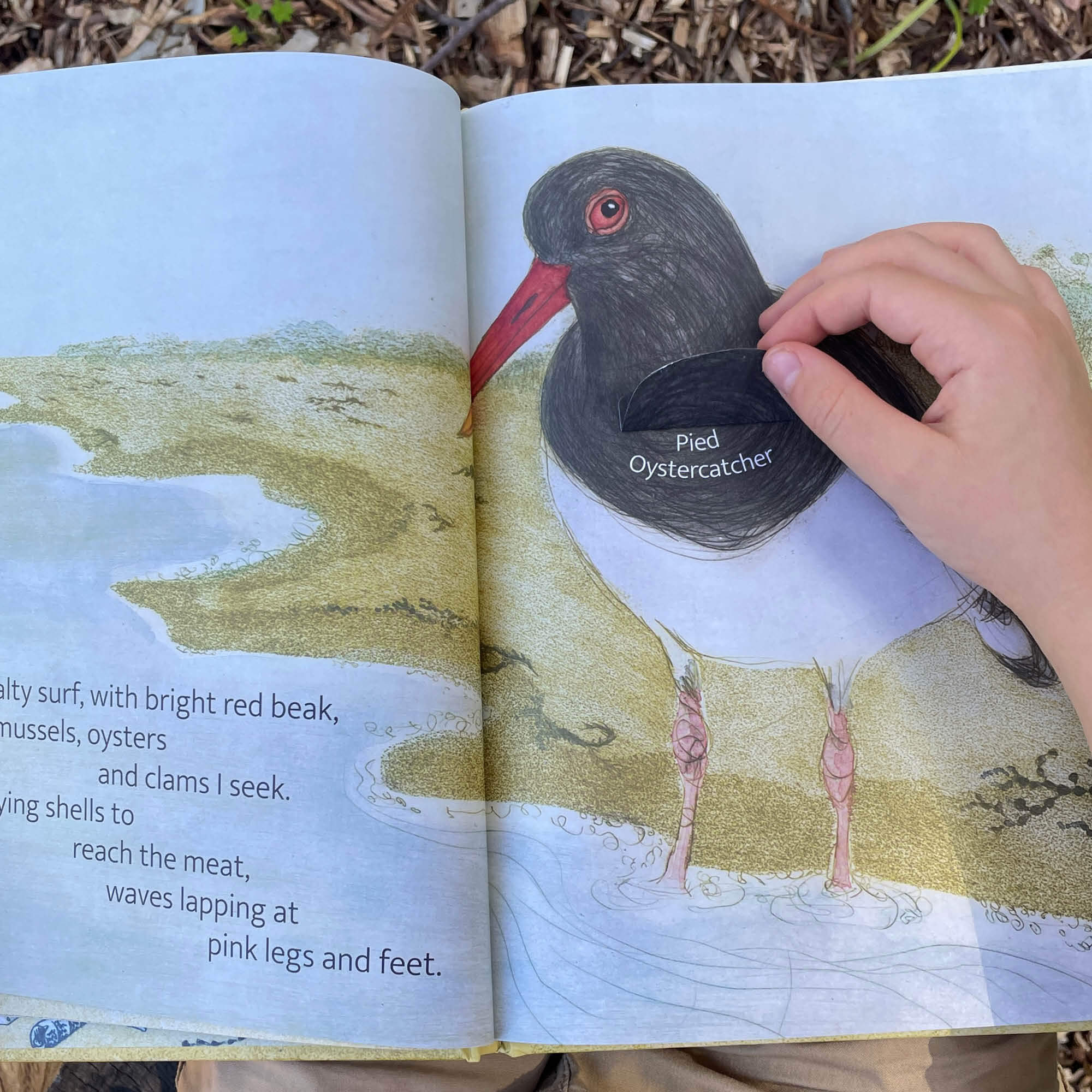 The Beach Birds Book + Card Game