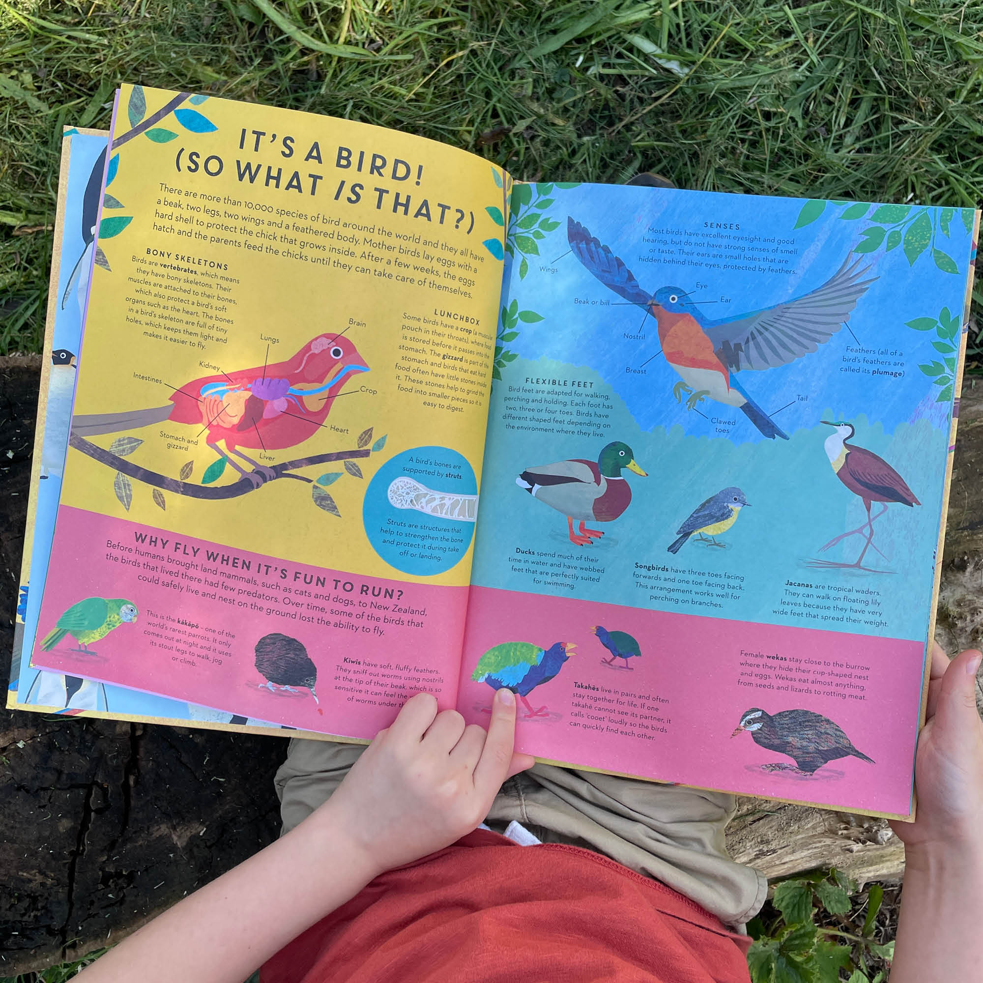 There are Birds Everywhere Book
