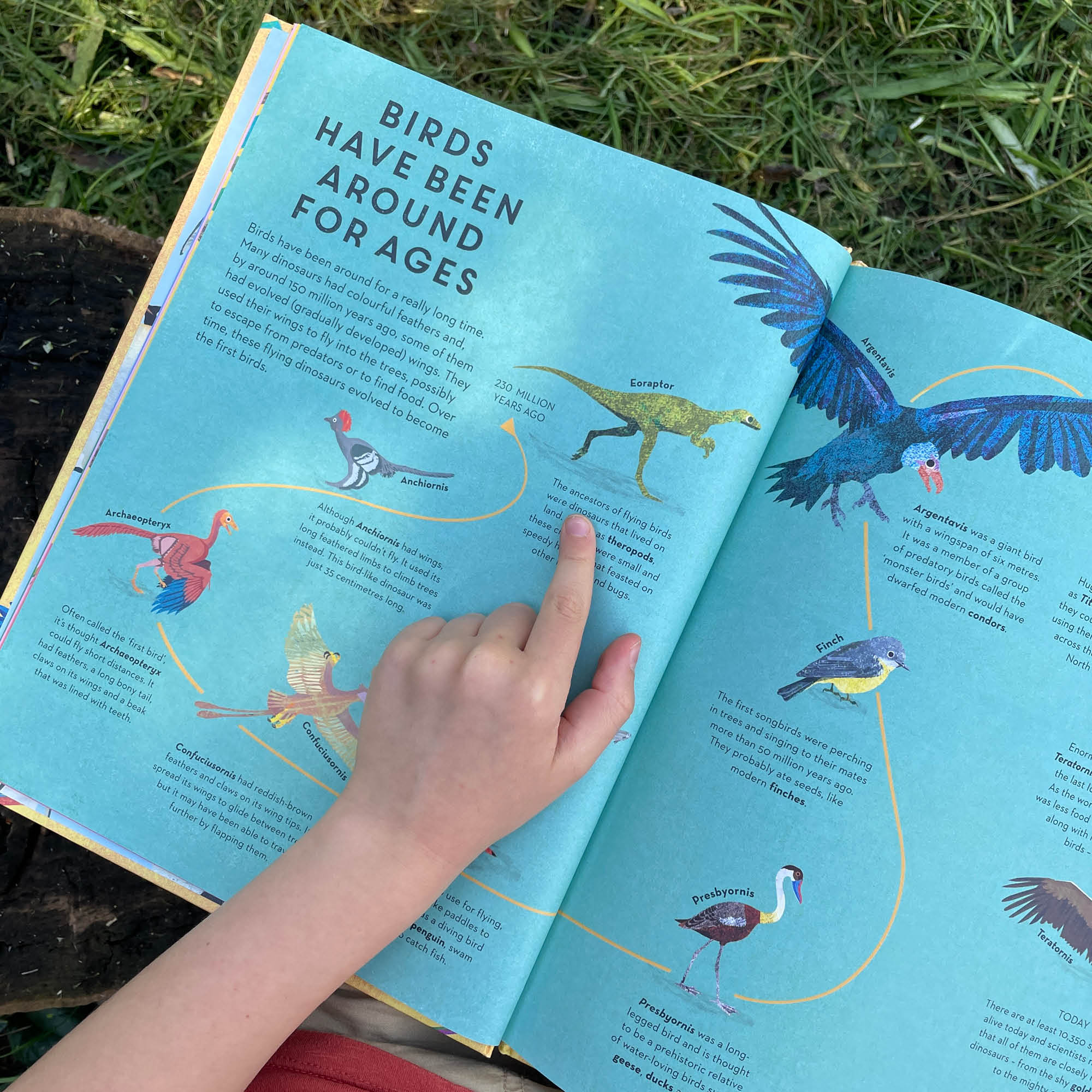 There are Birds Everywhere Book
