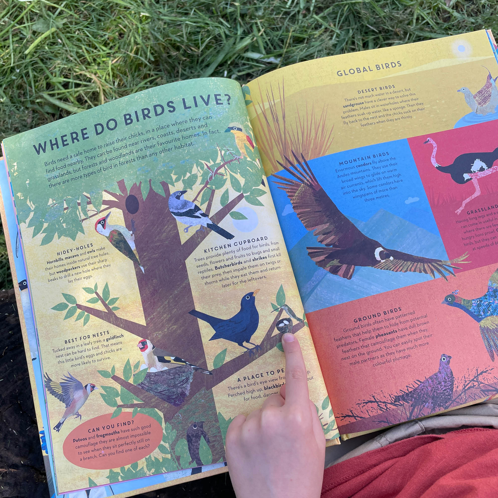 There are Birds Everywhere Book