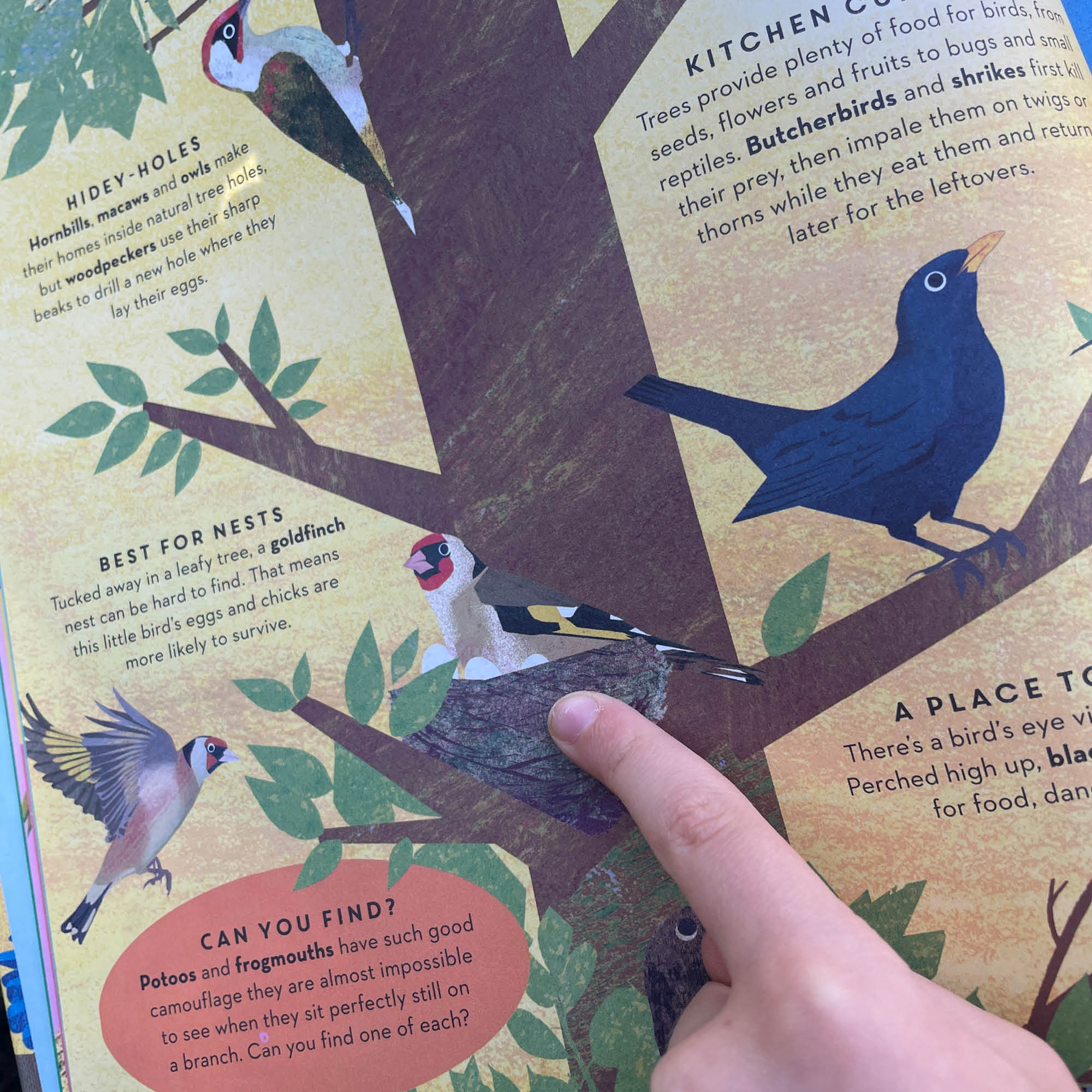 There are Birds Everywhere Book