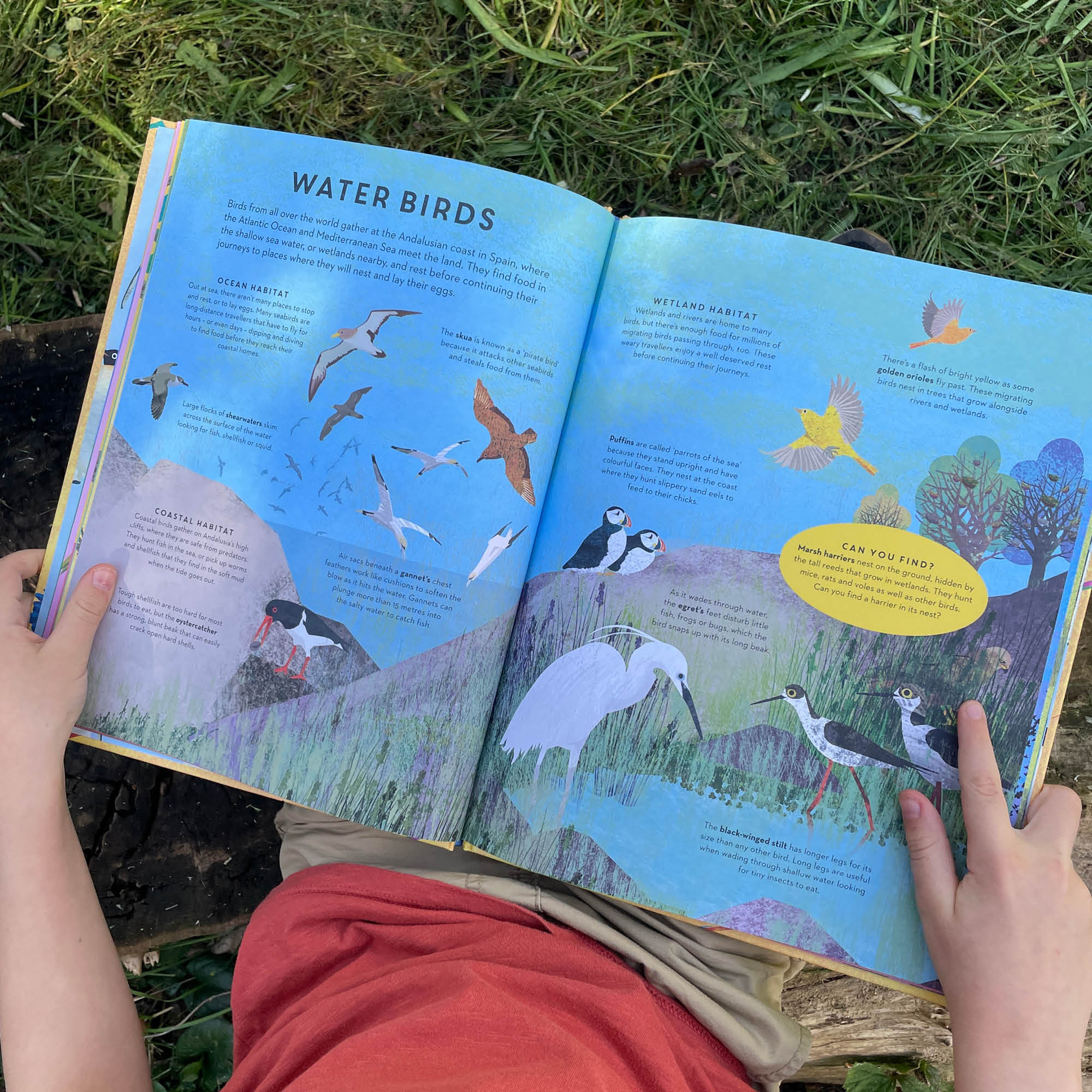 There are Birds Everywhere Book