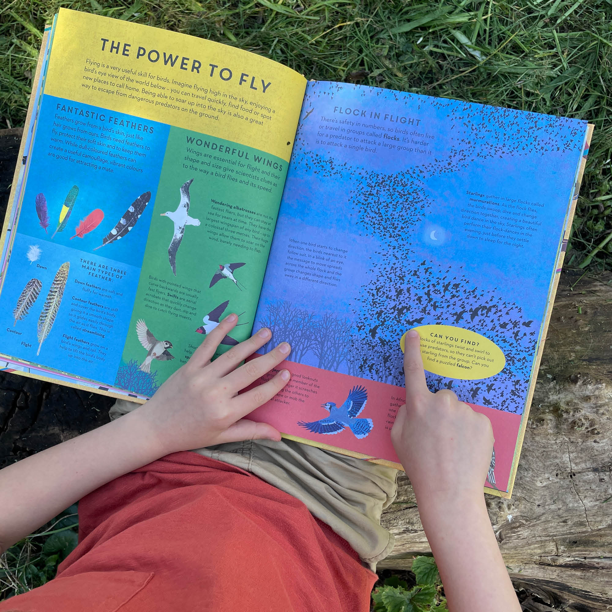 There are Birds Everywhere Book
