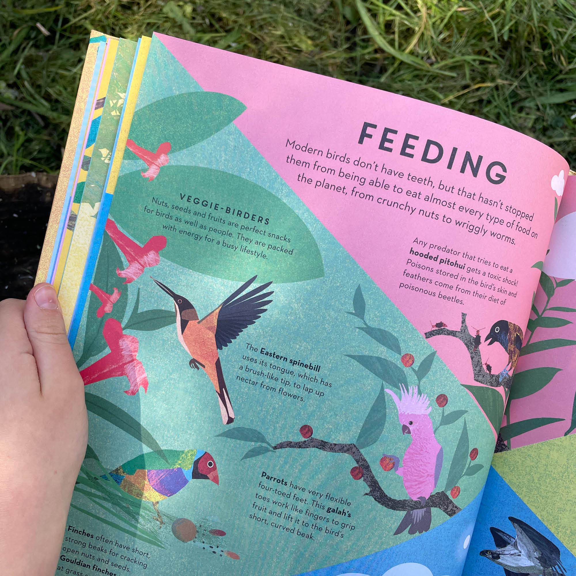 There are Birds Everywhere Book