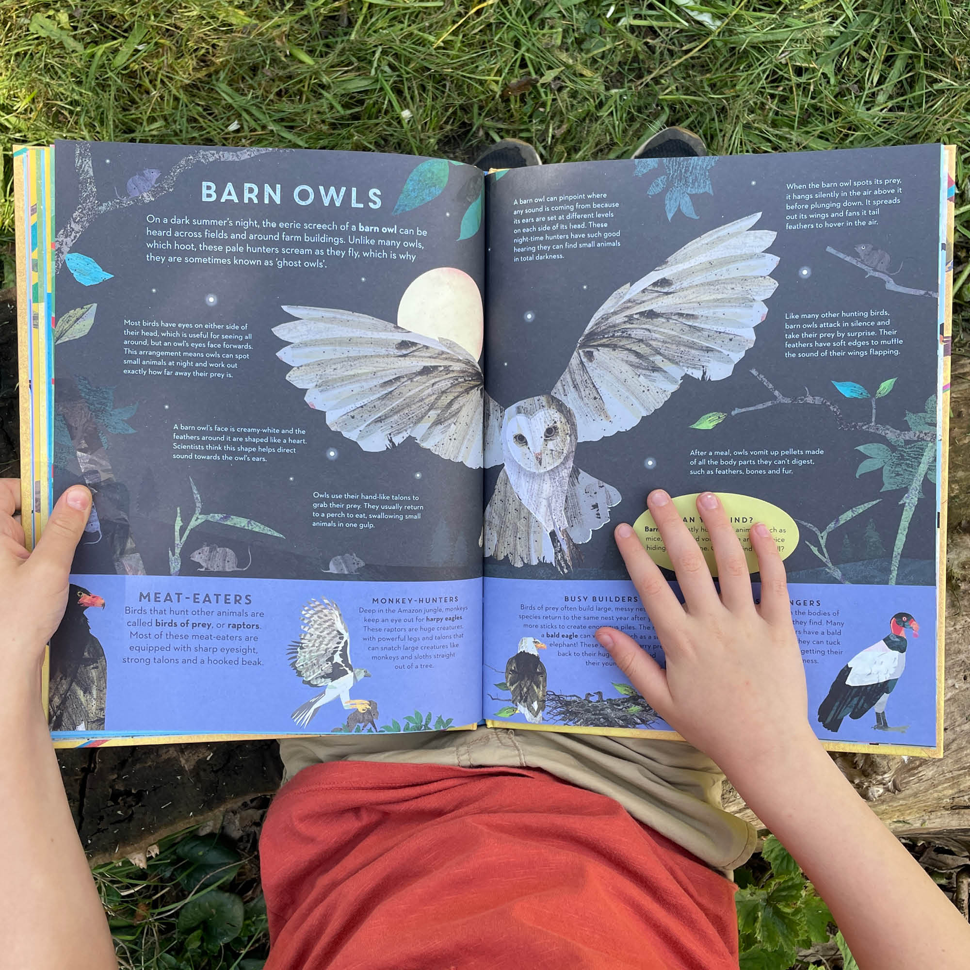 There are Birds Everywhere Book