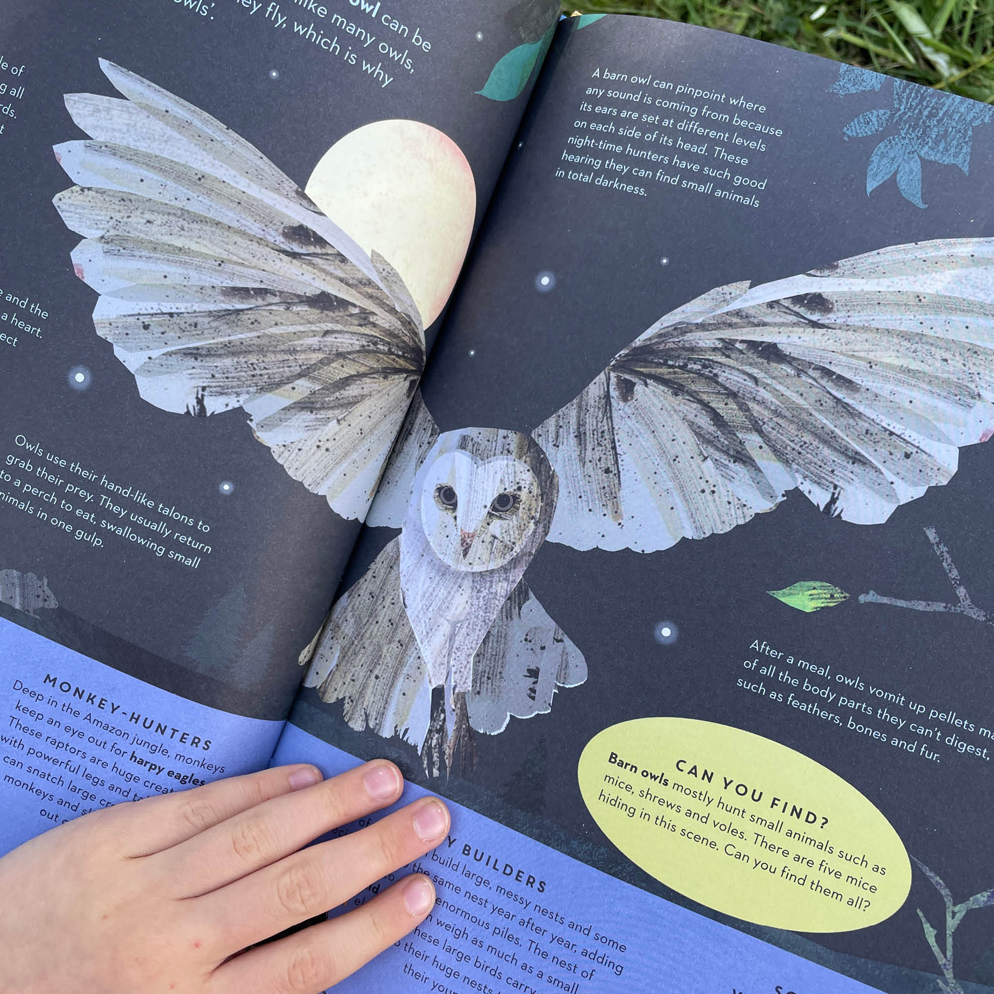There are Birds Everywhere Book