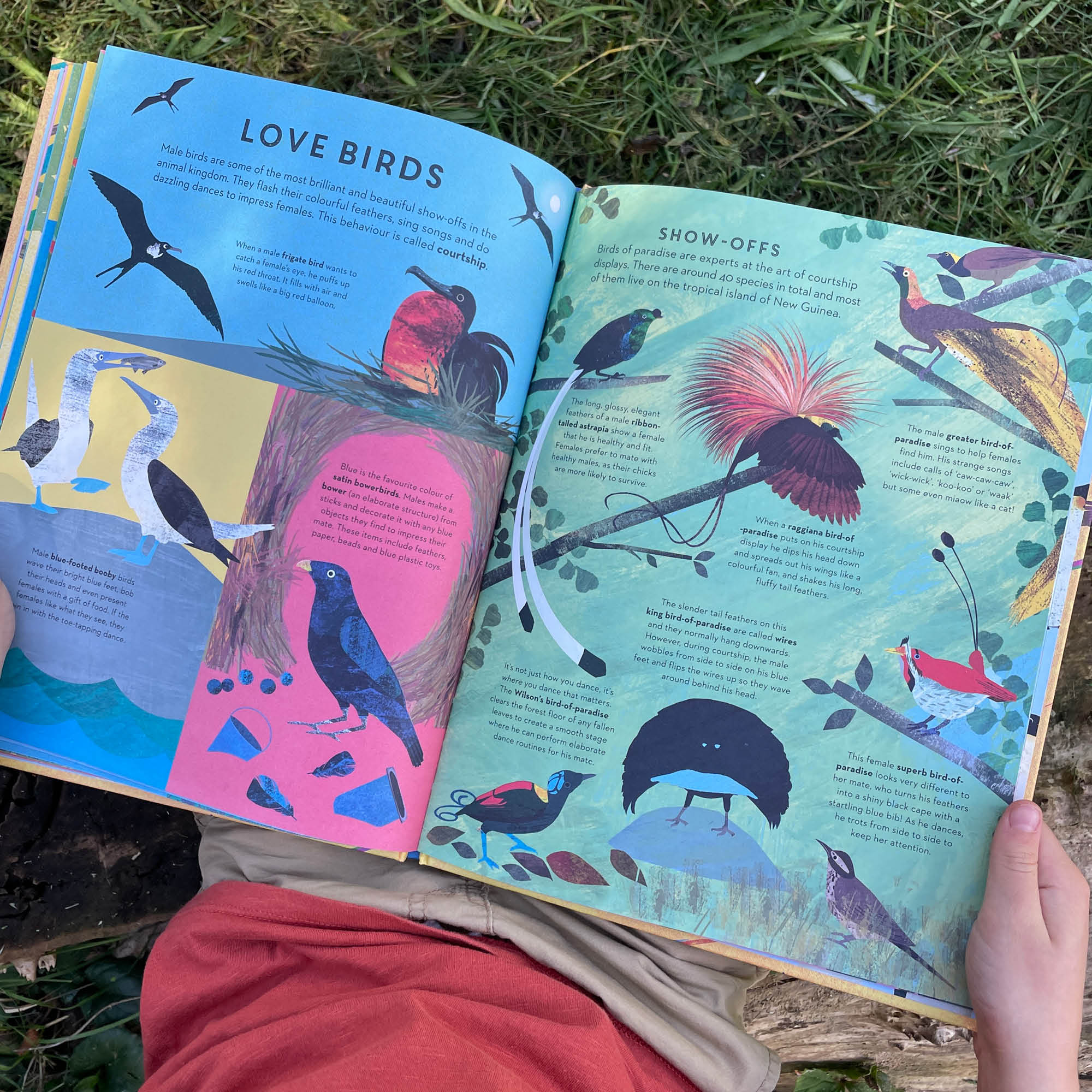 There are Birds Everywhere Book