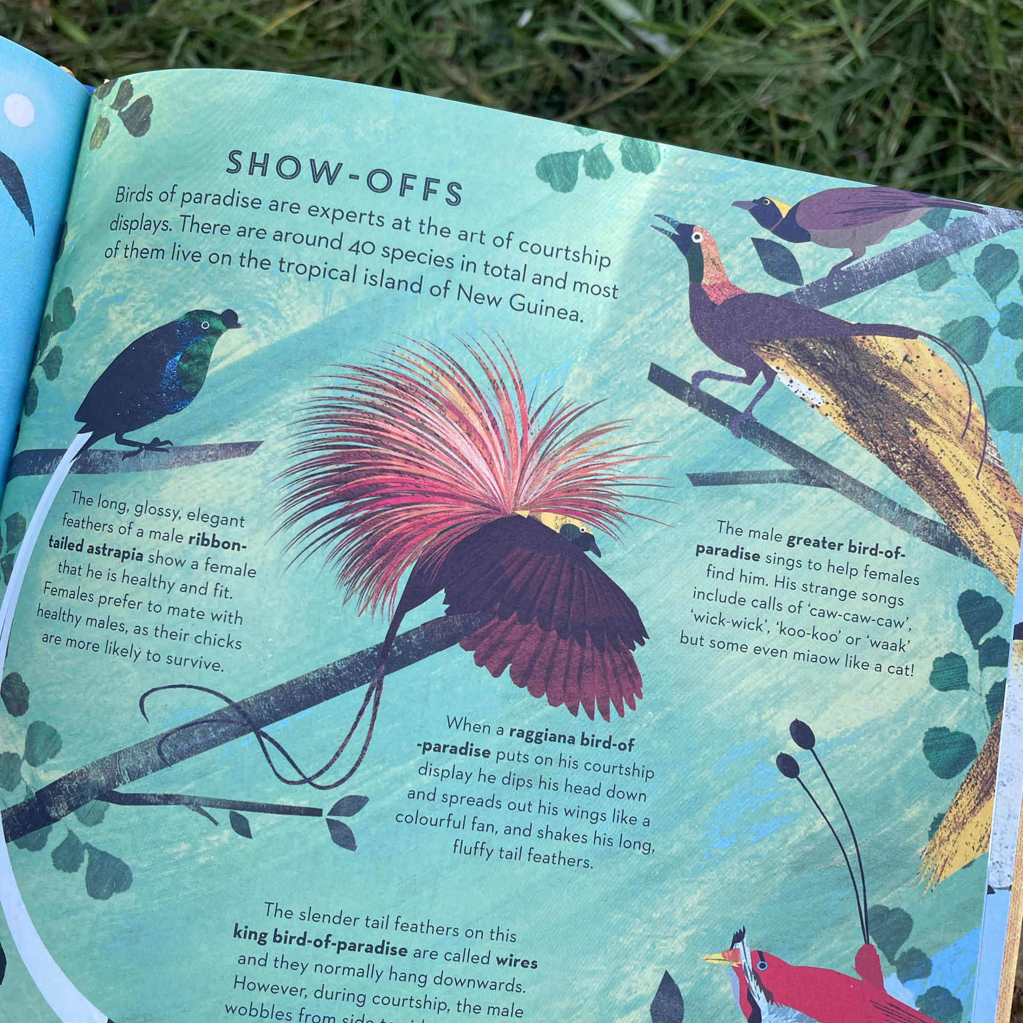 There are Birds Everywhere Book
