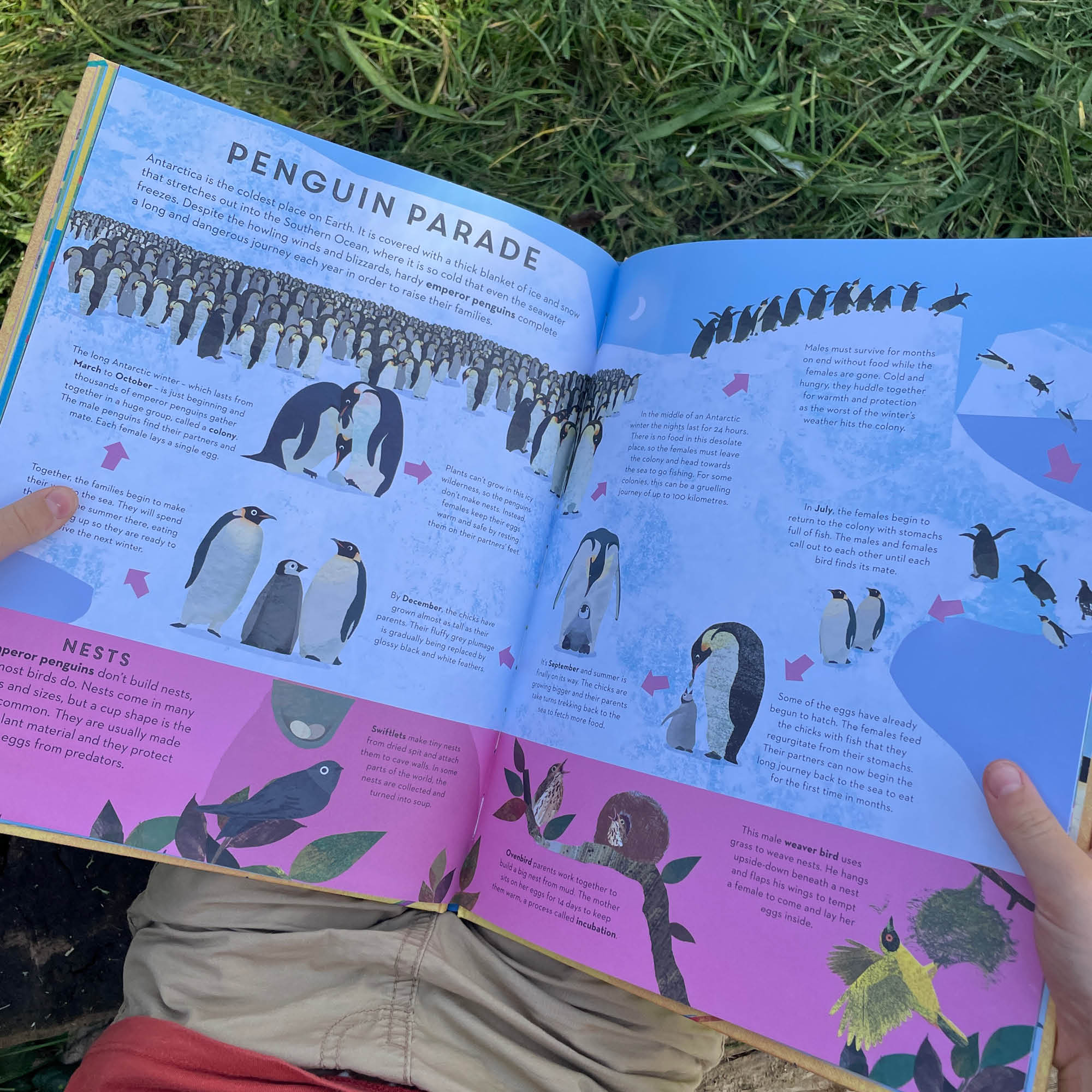 There are Birds Everywhere Book