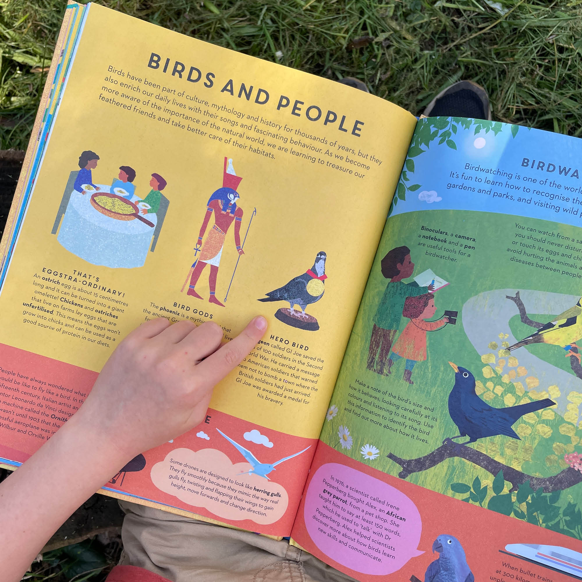 There are Birds Everywhere Book