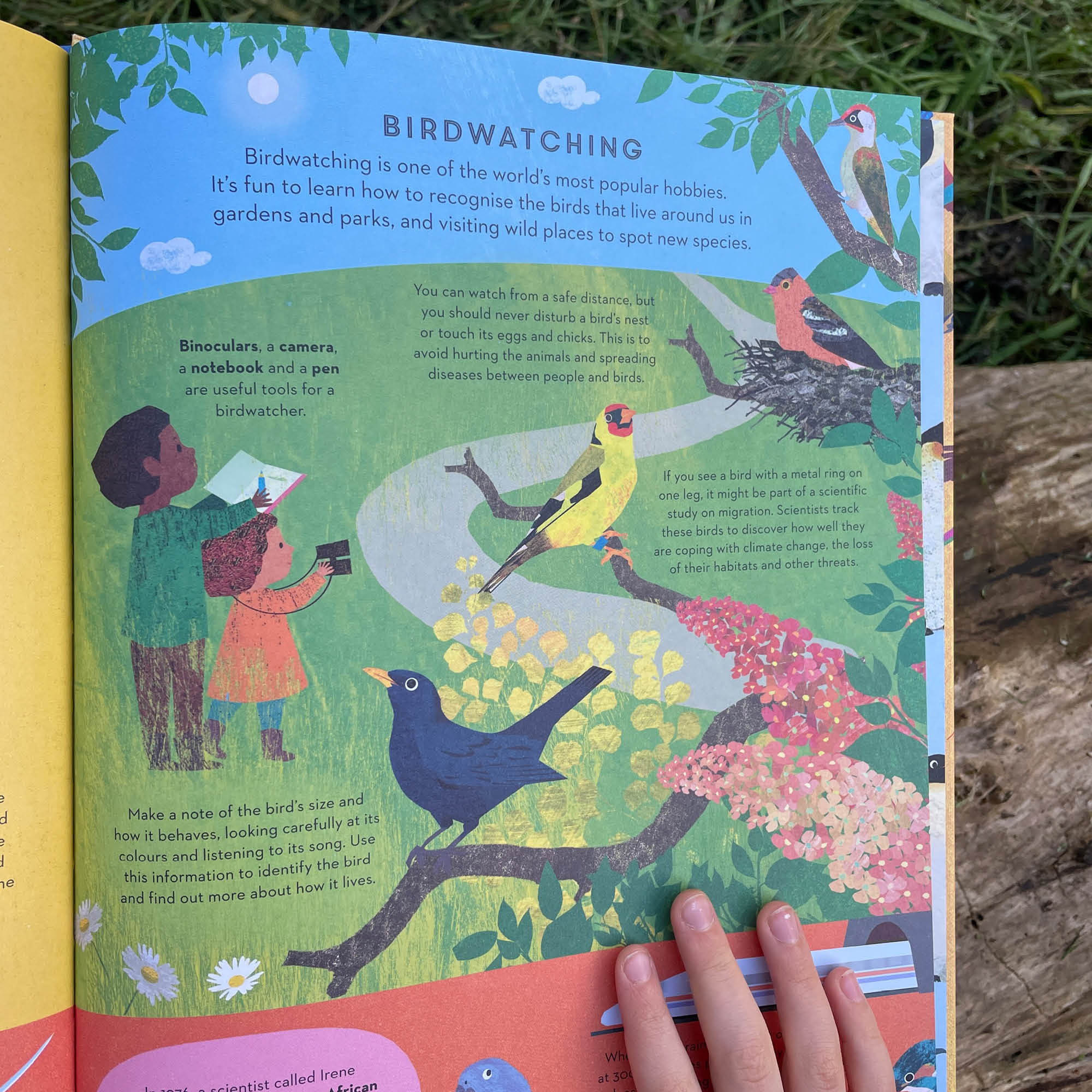 There are Birds Everywhere Book