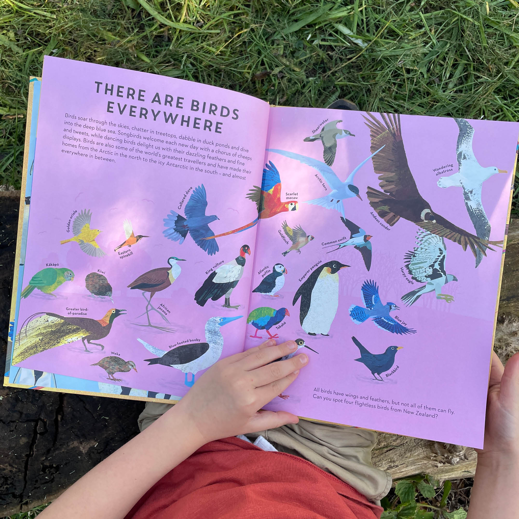 There are Birds Everywhere Book