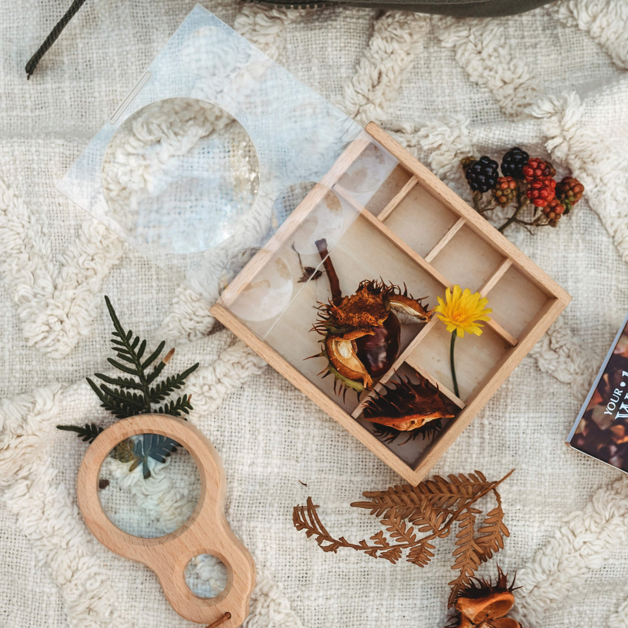 Picnic rug with Wooden bug box made by Kikkerland from Your Wild Books. Conker and flowers inside the wooden compartments with magnifying lenses.