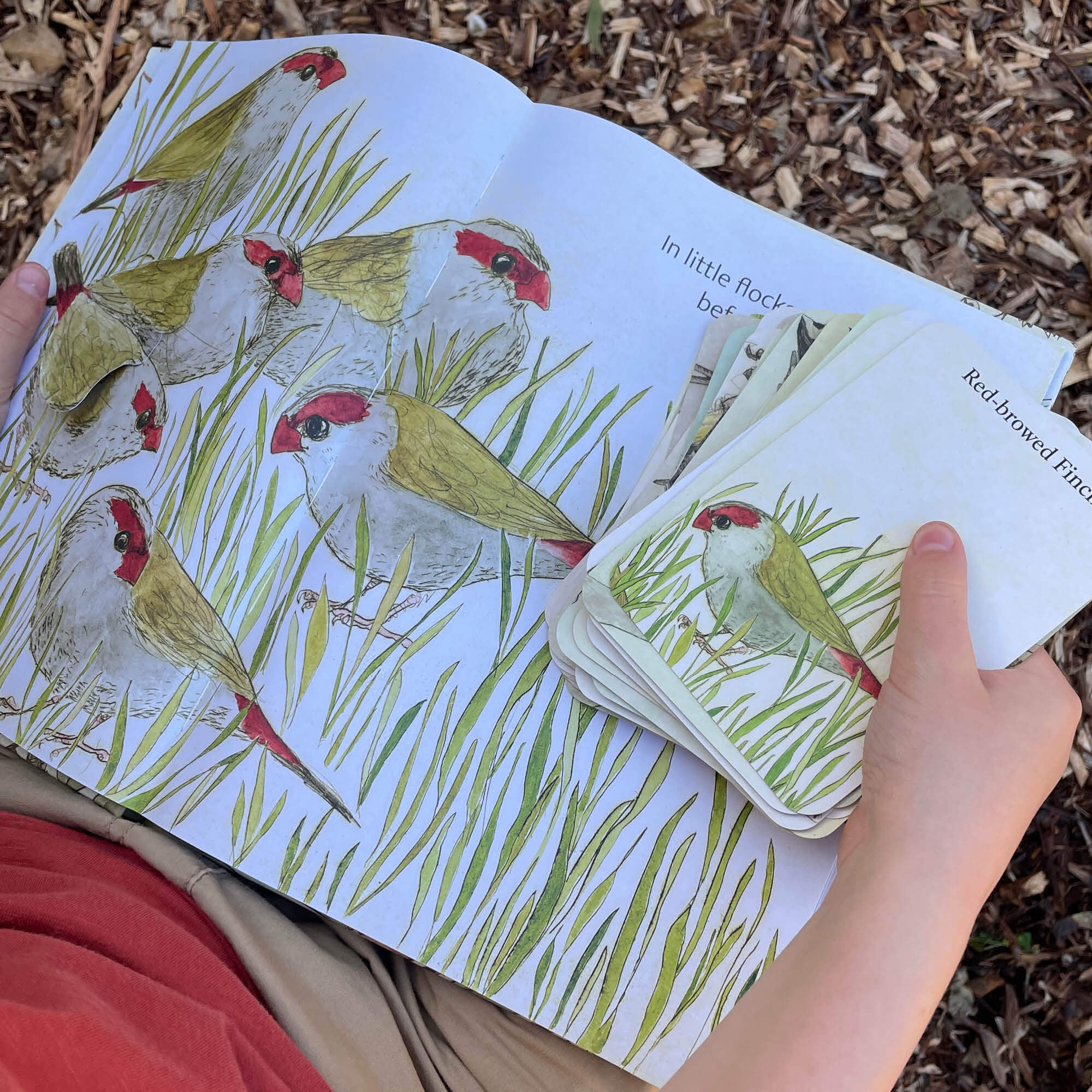 The Bush Birds Book + Card Game