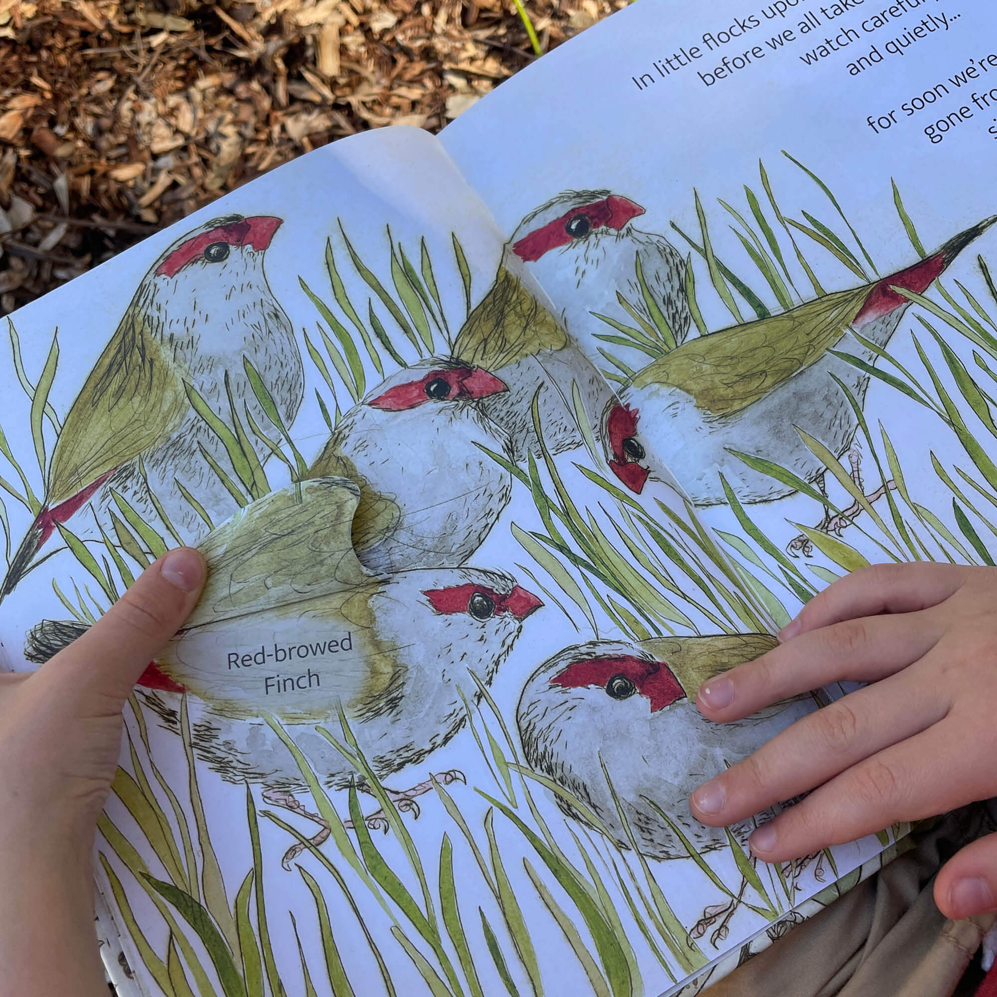 The Bush Birds Book + Card Game