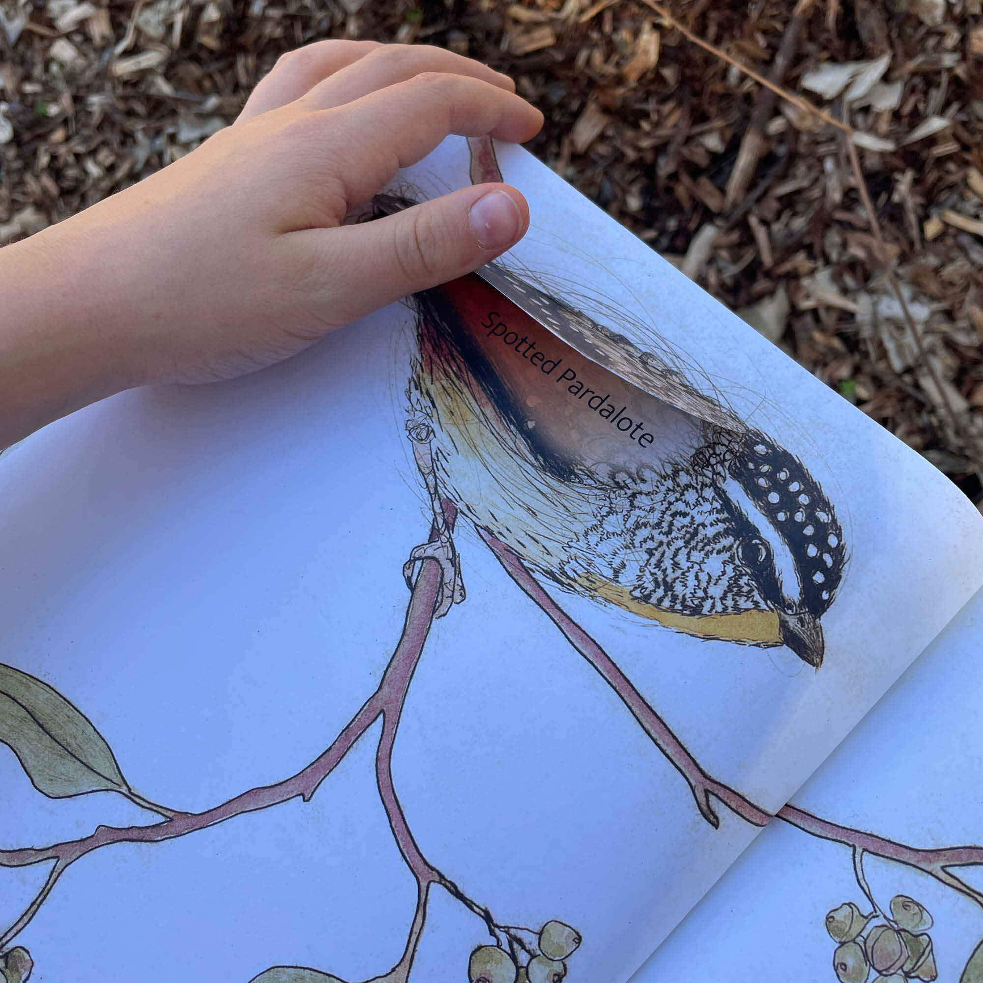 The Bush Birds Book + Card Game