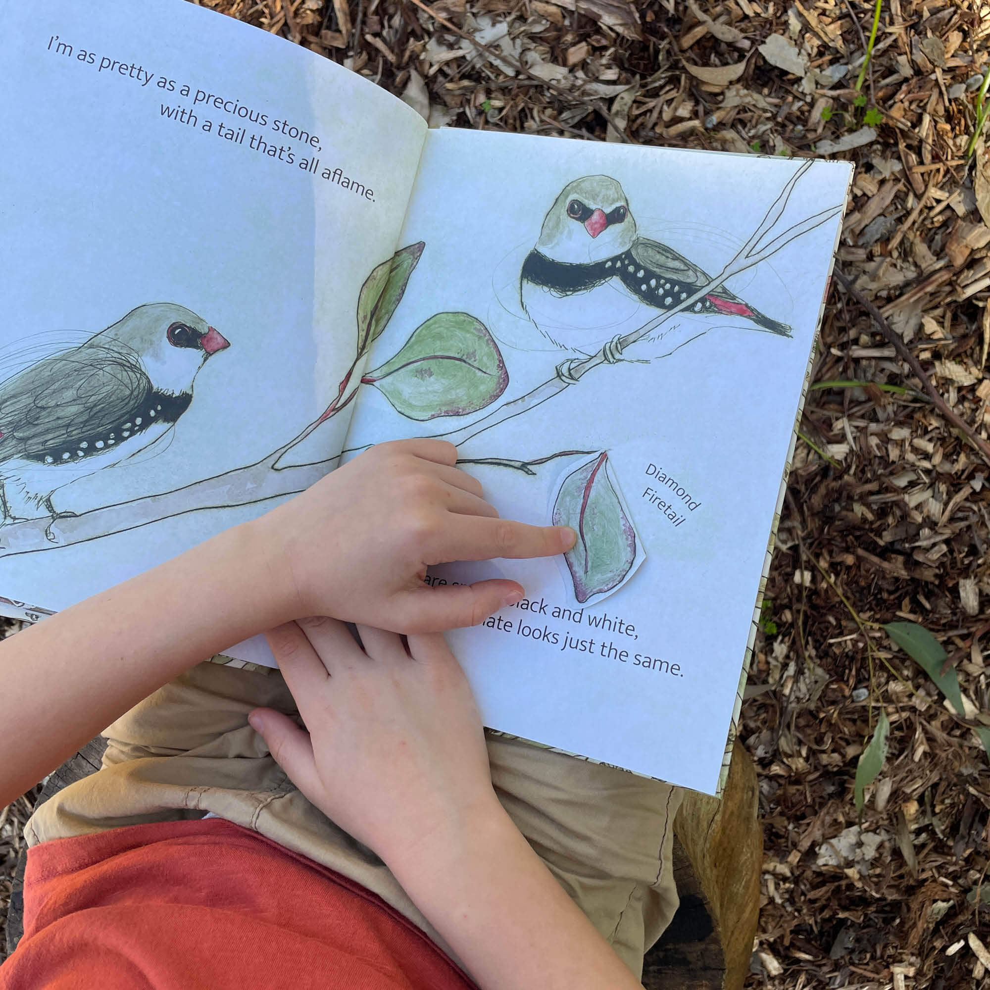 The Bush Birds Book + Card Game
