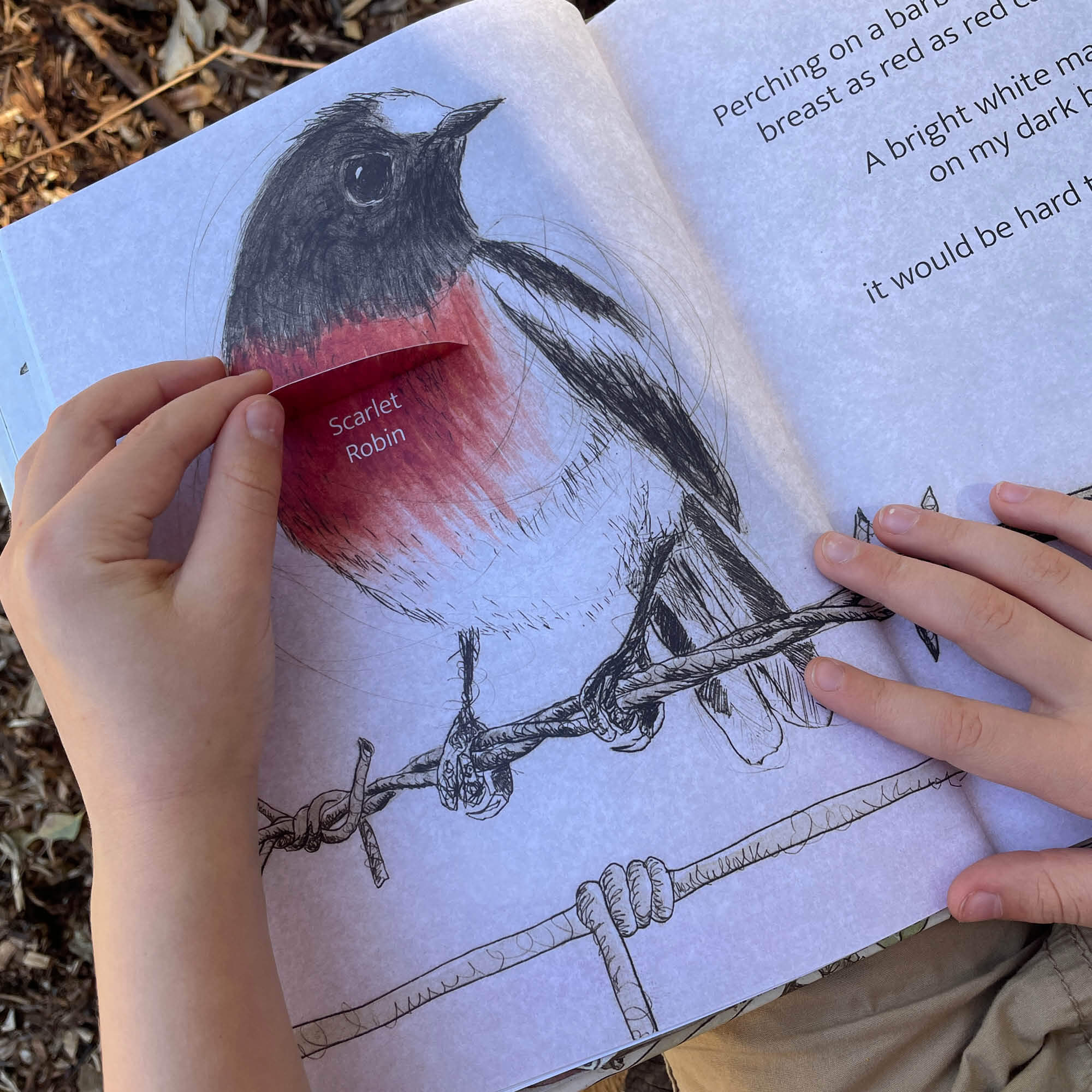 The Bush Birds Book + Card Game