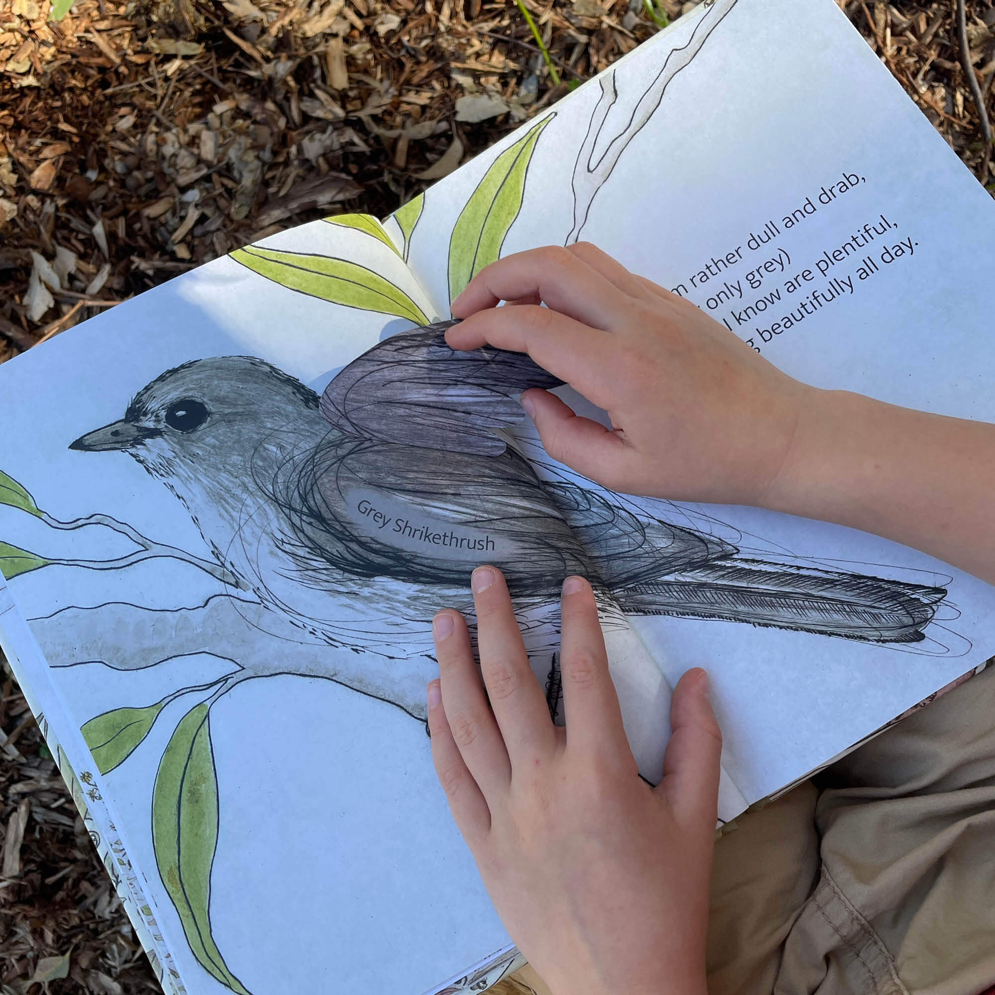 The Bush Birds Book + Card Game