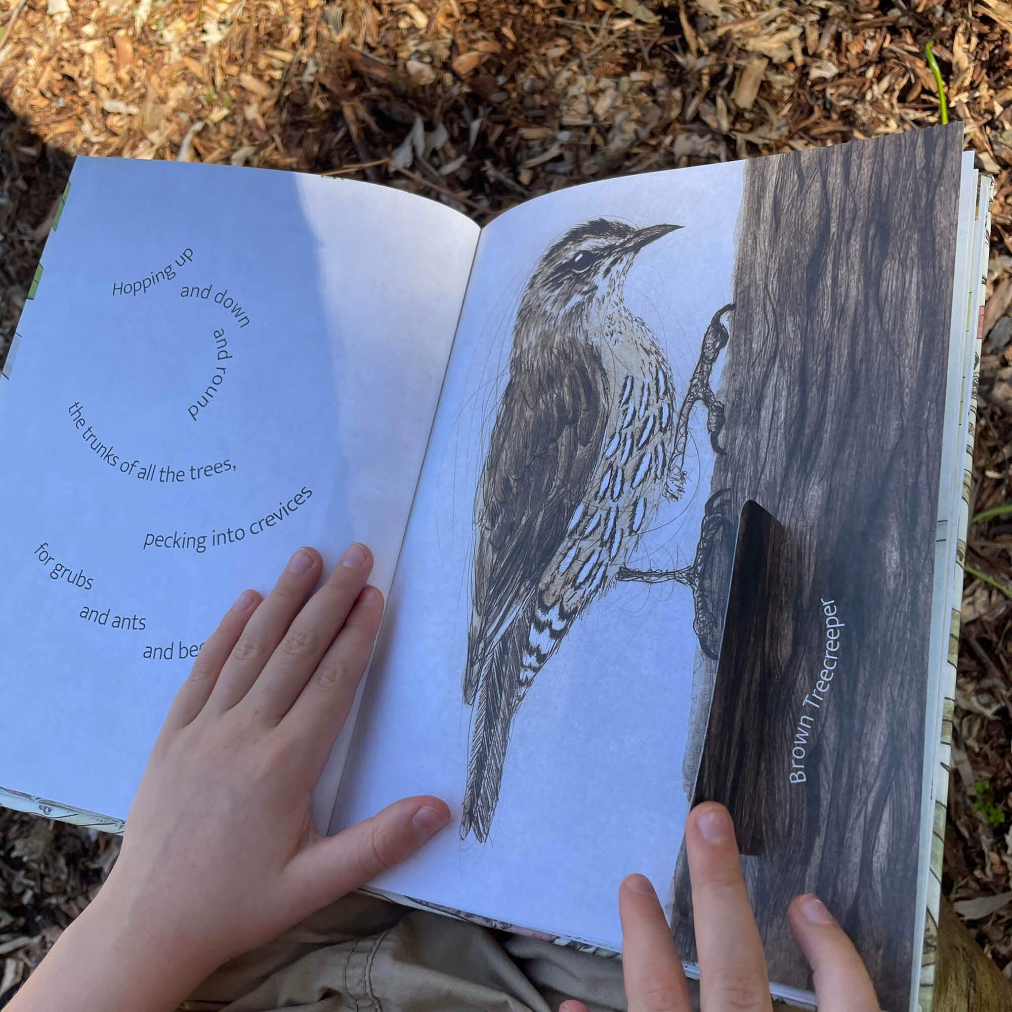 The Bush Birds Book + Card Game