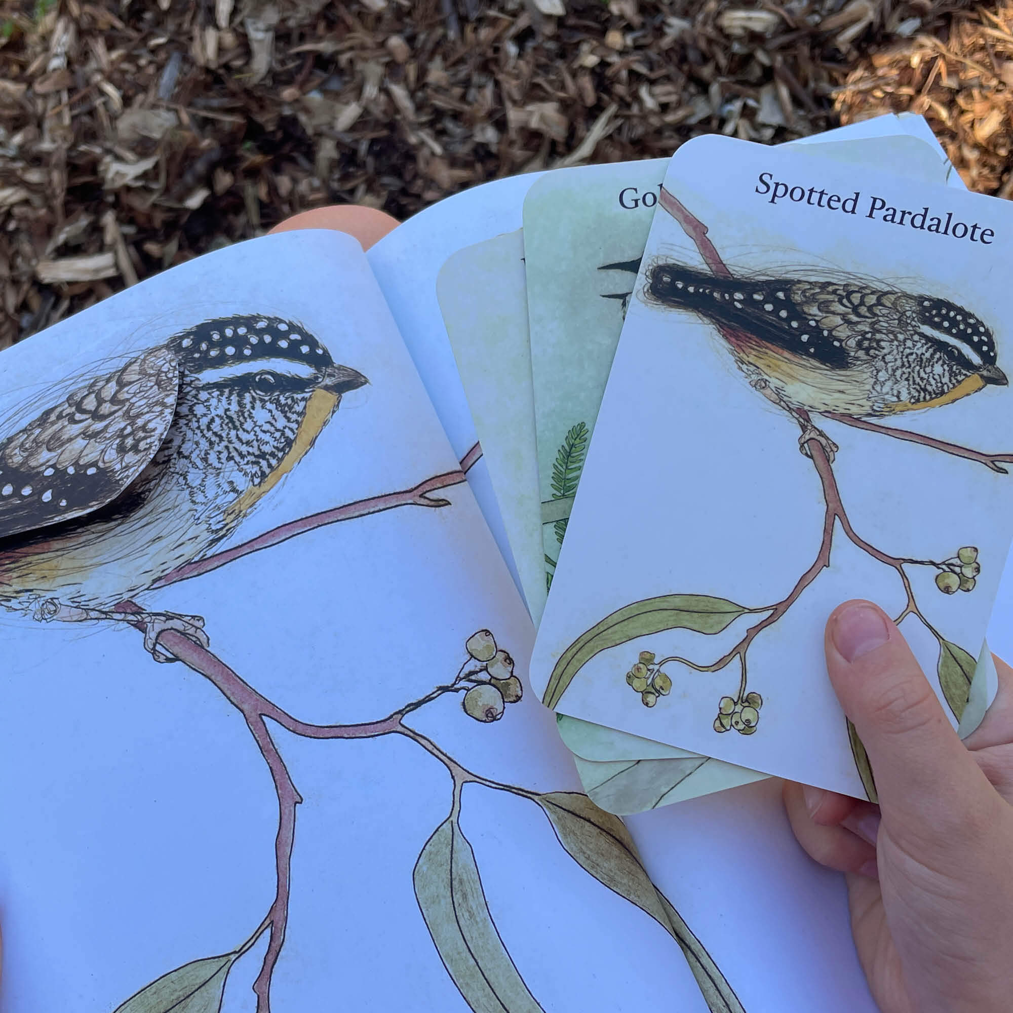 The Bush Birds Book + Card Game