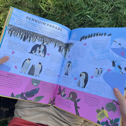 There are Birds Everywhere Book