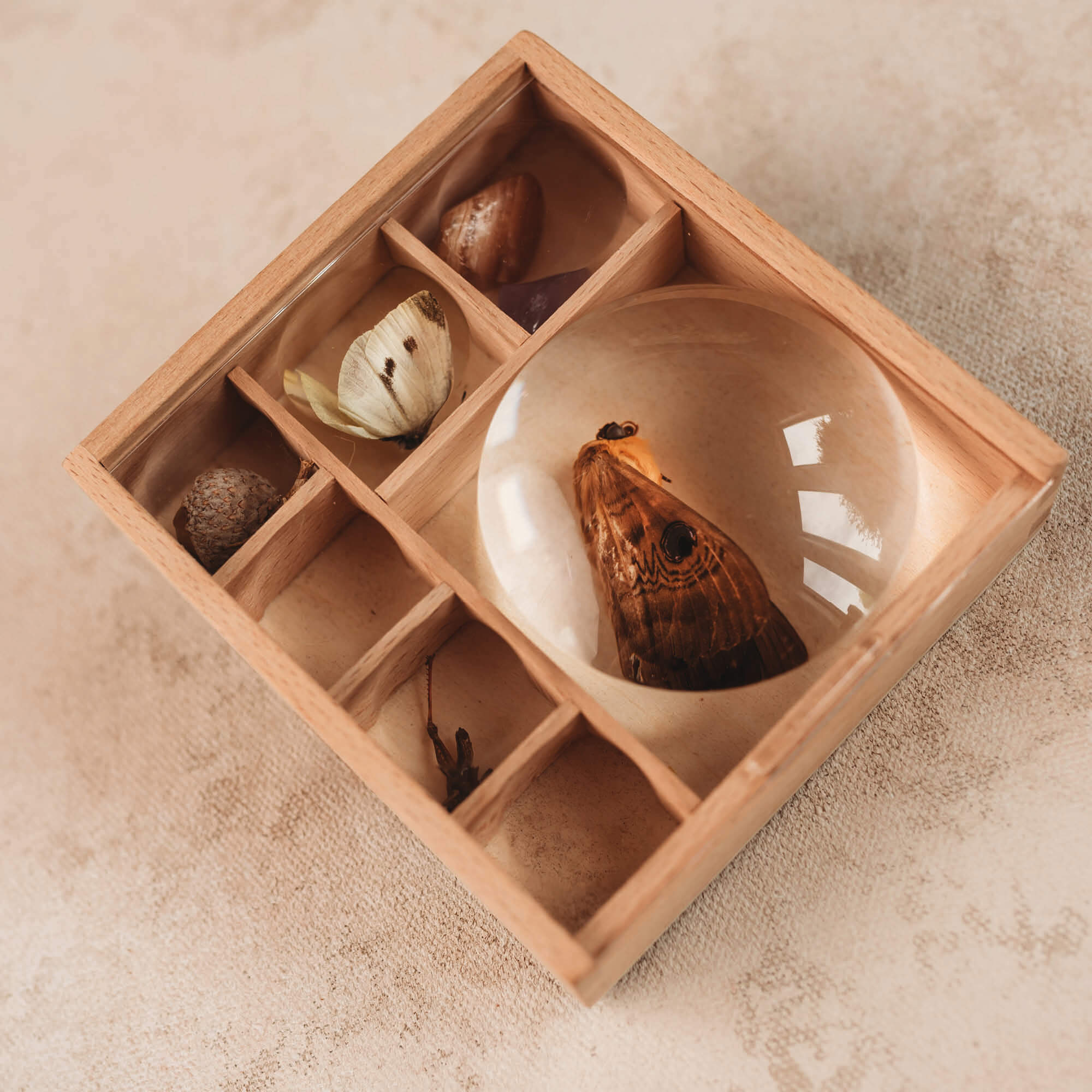 Wooden bug box make by Kikkerland from Your Wild Books. Moth, flowers, acorn and crystal inside the wooden compartments with magnifying lenses.