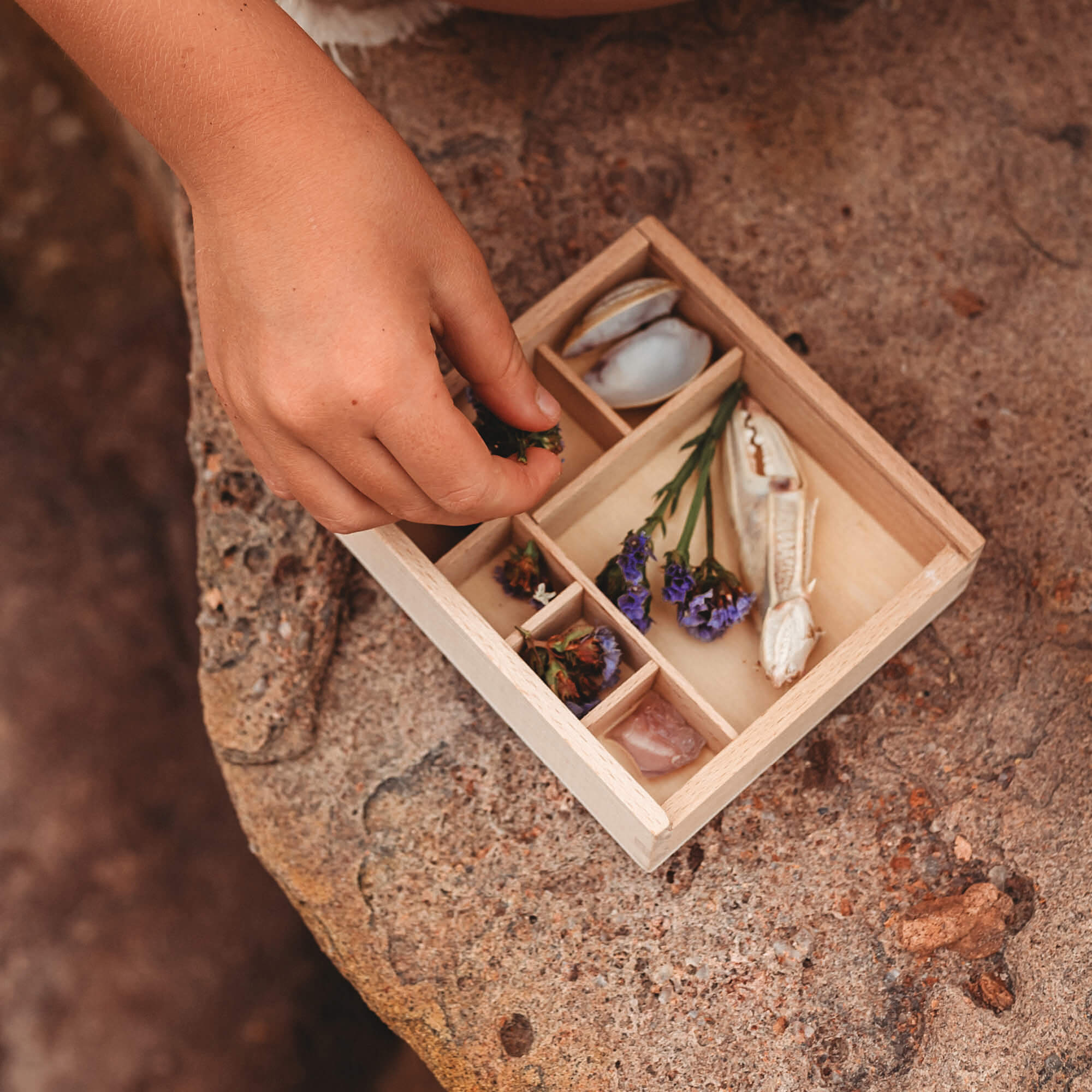 Girl placing nature inside Wooden bug box made by Kikkerland from Your Wild Books. Crab claw, flowers, and shells inside the wooden compartments with magnifying lenses.