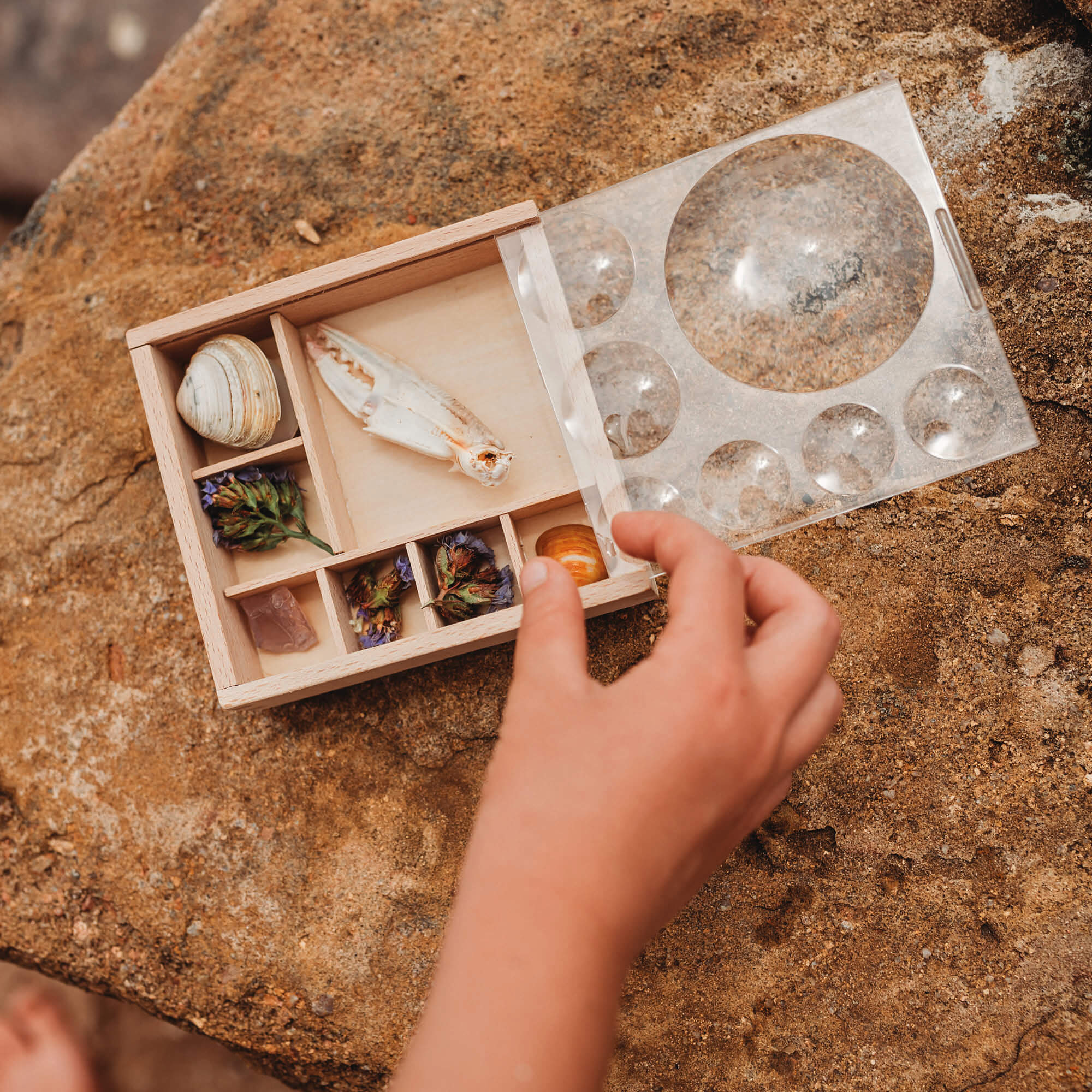 Girl placing nature inside Wooden bug box made by Kikkerland from Your Wild Books. Crab claw, flowers, and shells inside the wooden compartments with magnifying lenses.