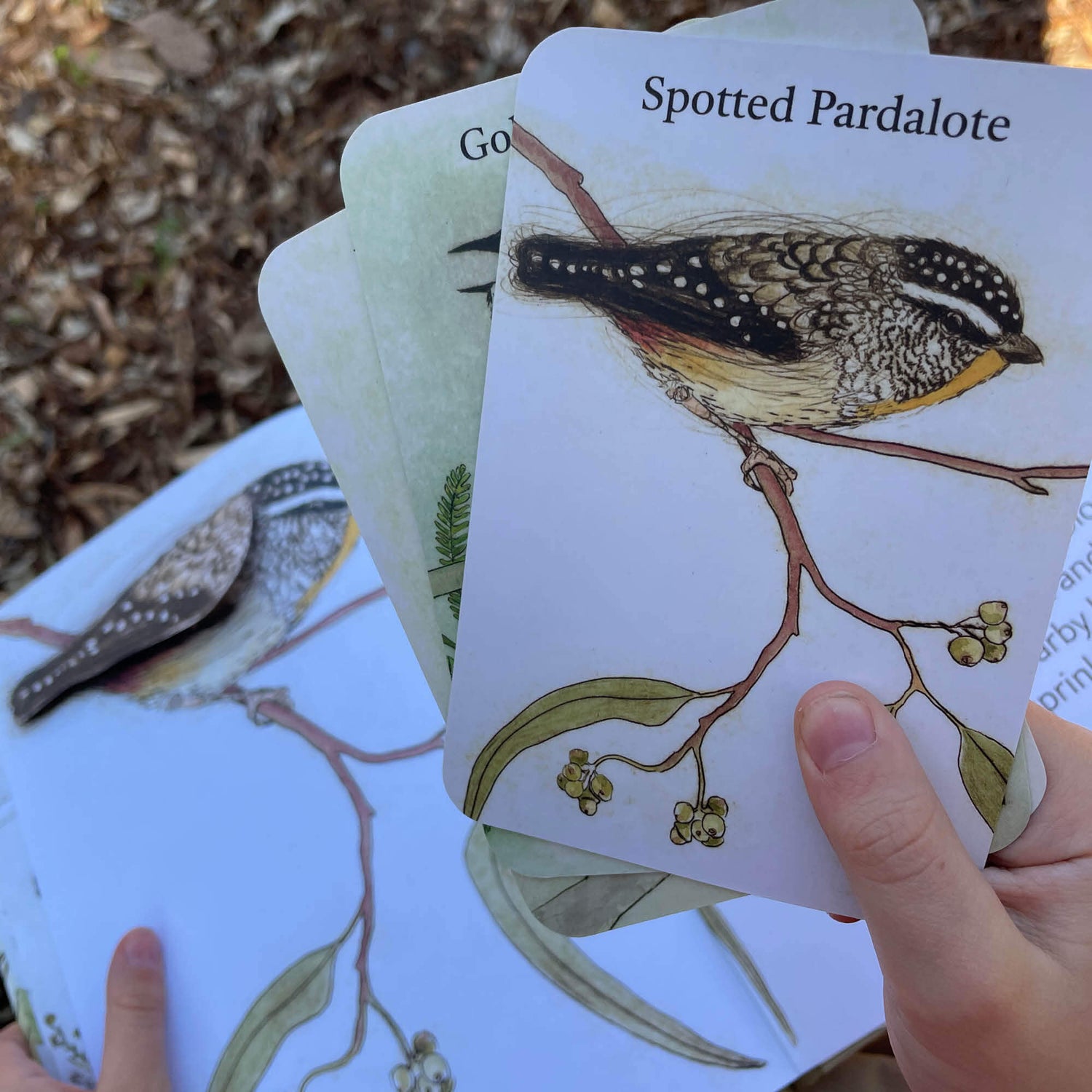 The Bush Birds Book + Card Game