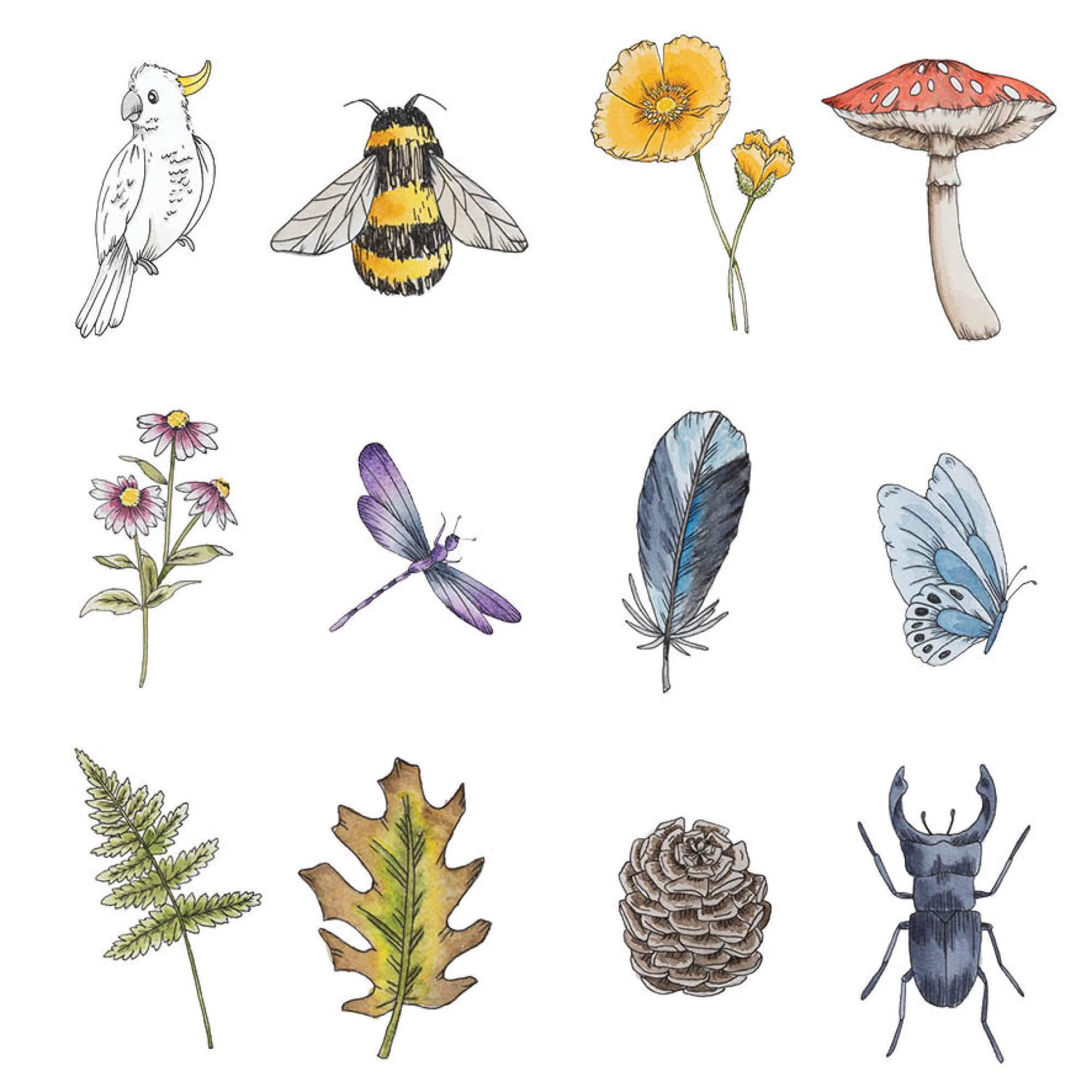 Nature illustrations from Your Wild Memory Card Game with nature inspired illustrations. Made in Australia by Your Wild Books.