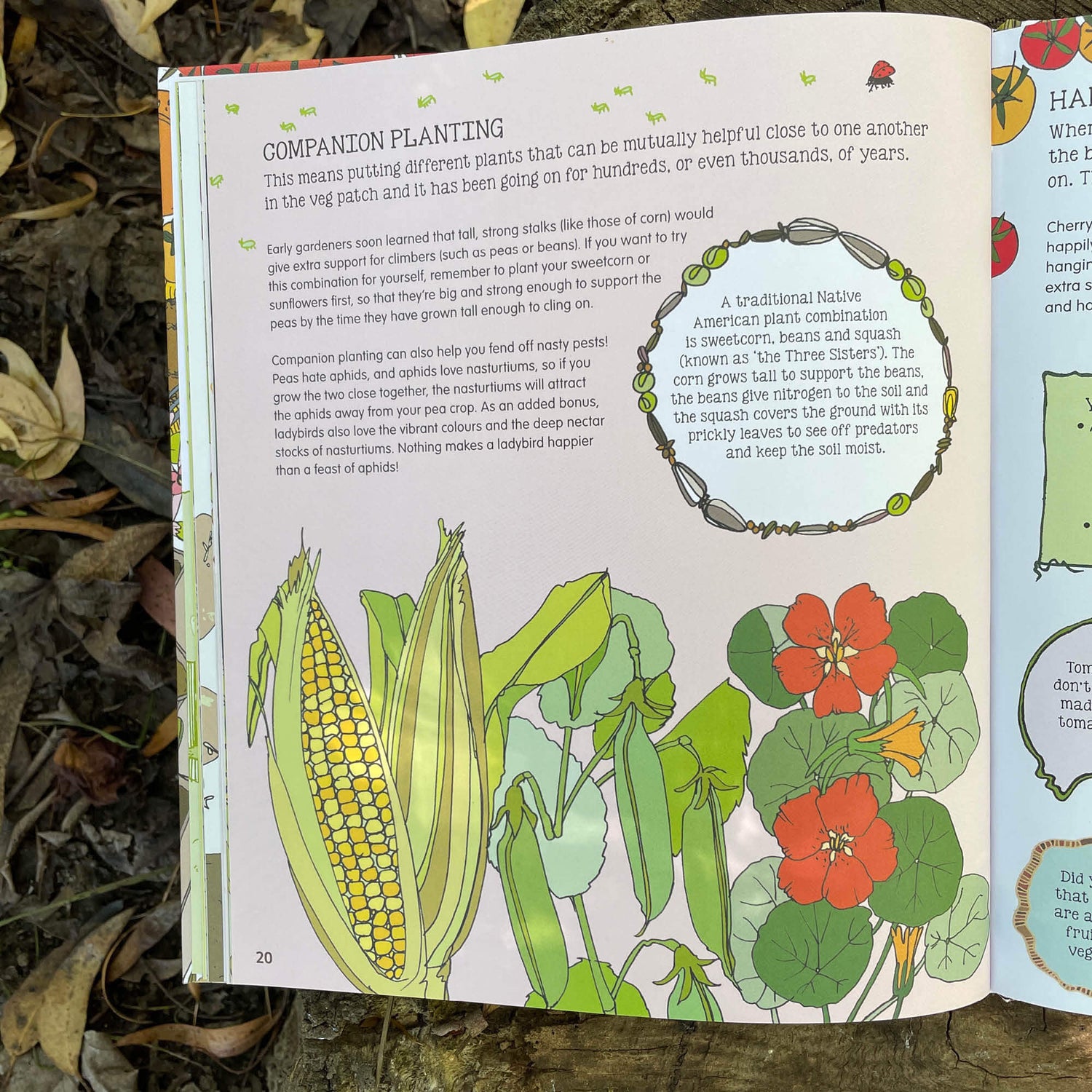 Pages about companion planting from Plant, Sow, Make and Grow kids gardening book by Esther Coombs from Your Wild Books.