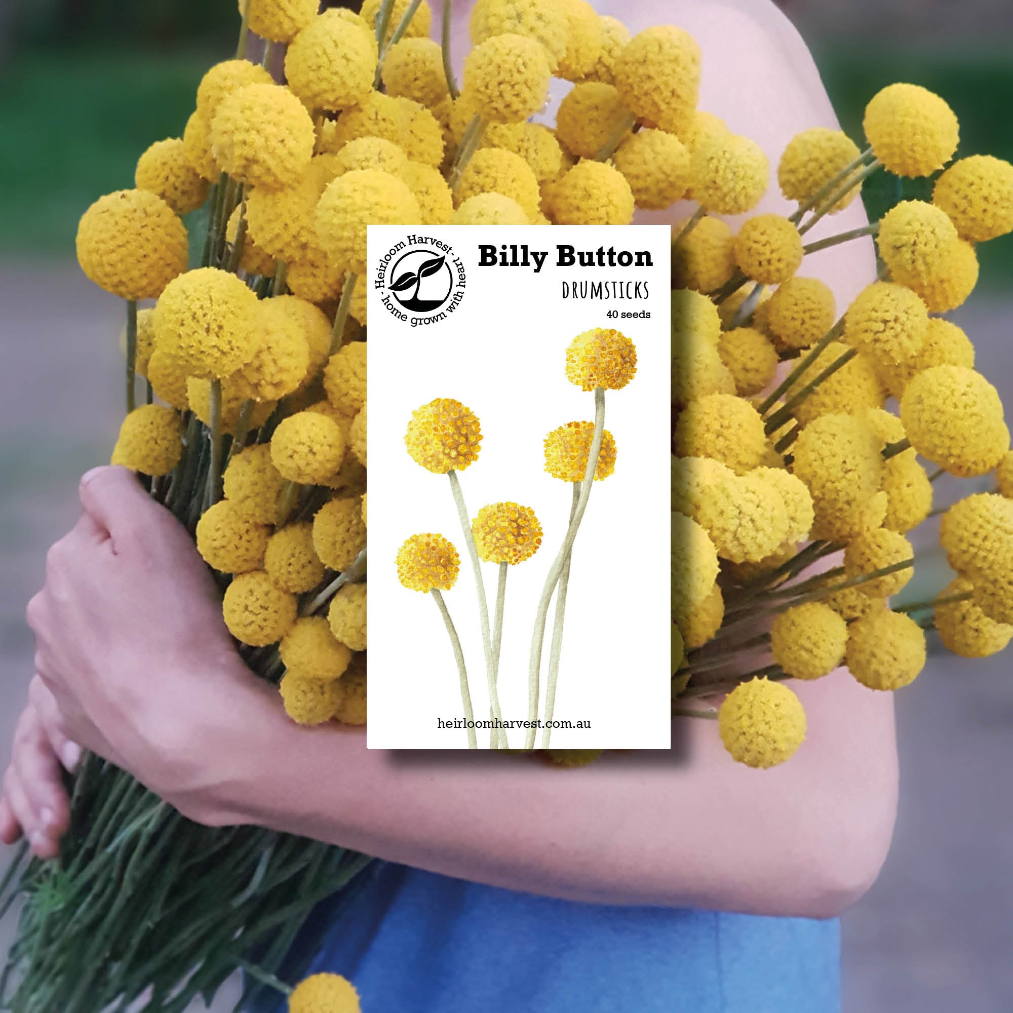 Billy Button Organic flower seeds made by Heirloom Harvest in Australia from Your Wild Books