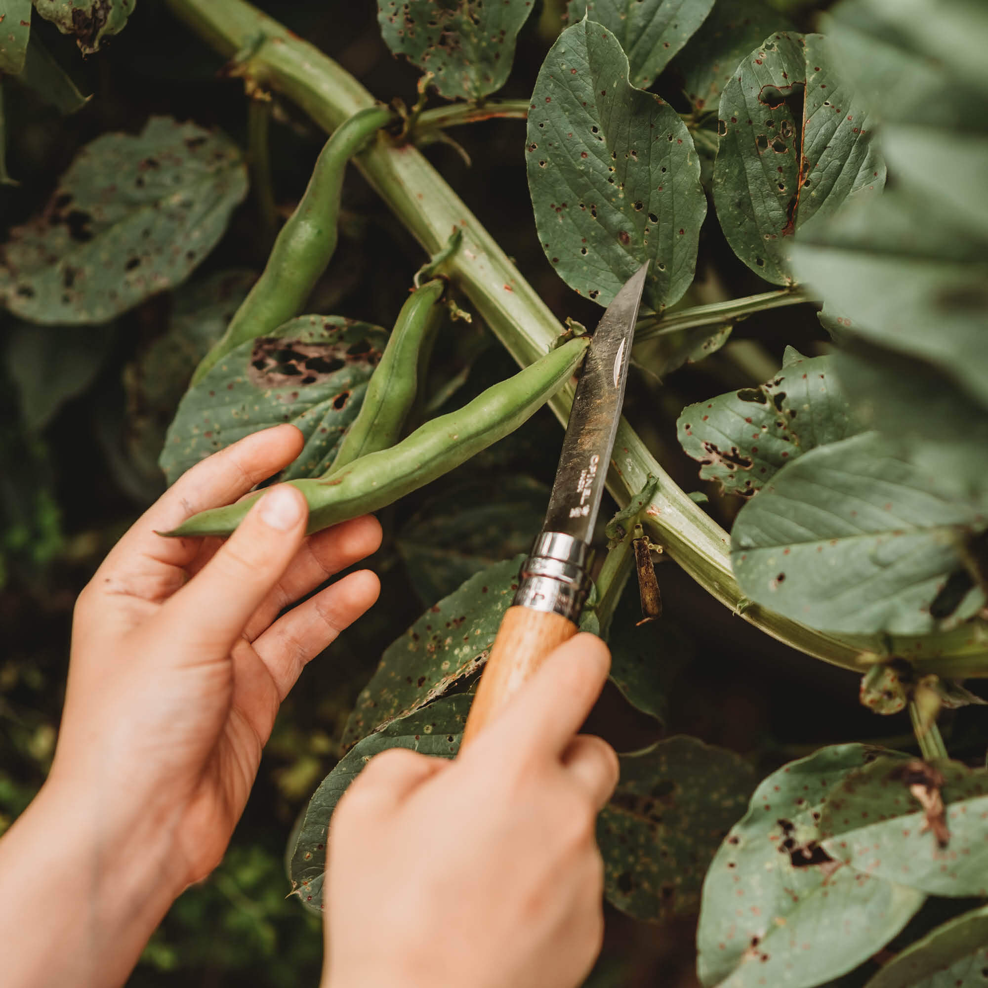 Child using advanced whittling knife for gardening. Wood whittling knives for kids for all your nature craft projects, suitable for beginners and advanced woodworkers. Made by Opinel from Your Wild Books.