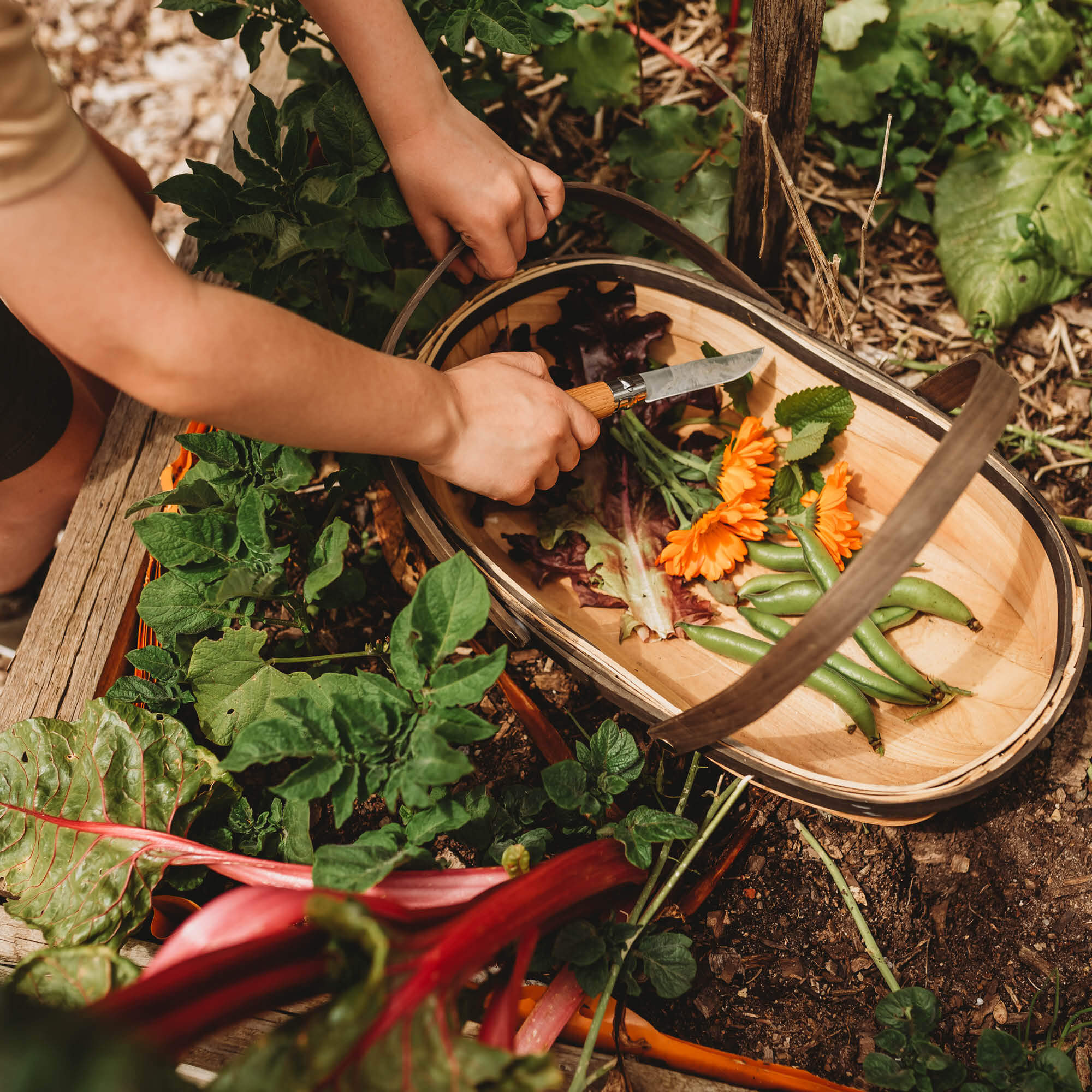 Child using whittling knife for gardening, Wood whittling knives for kids for all your nature craft projects, suitable for beginners and advanced woodworkers. Made by Opinel from Your Wild Books.