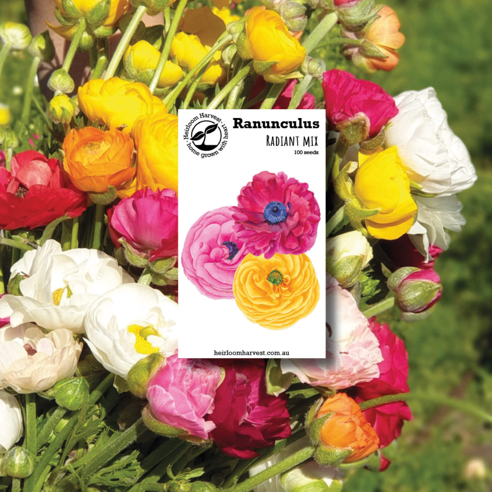Ranunculus Organic flower seeds made by Heirloom Harvest in Australia from Your Wild Books