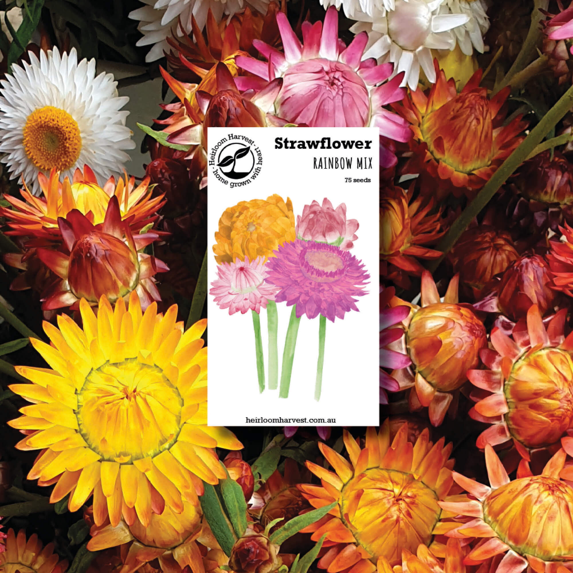 Strawflower Organic flower seeds made by Heirloom Harvest in Australia from Your Wild Books