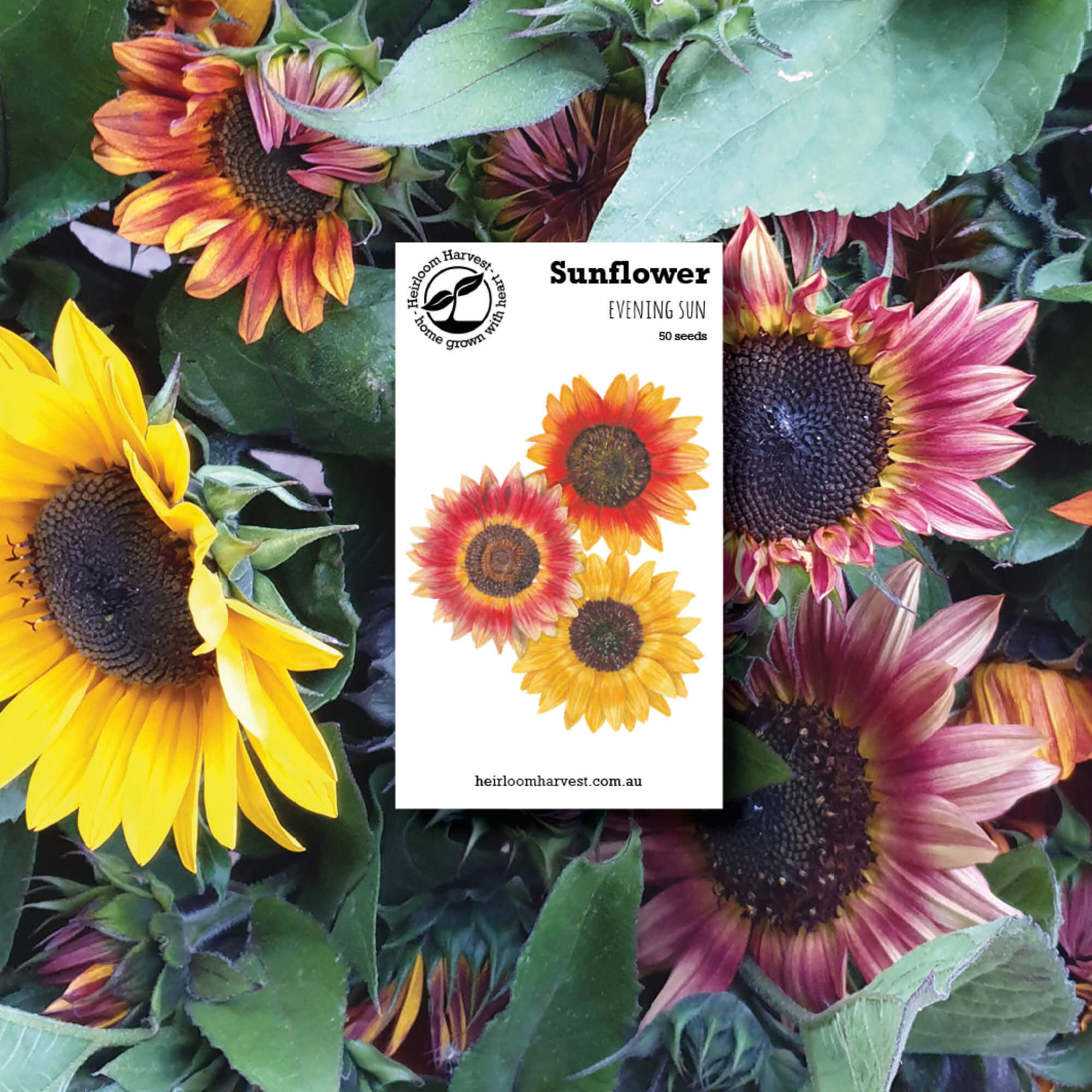 Sunflower Organic flower seeds made by Heirloom Harvest in Australia from Your Wild Books