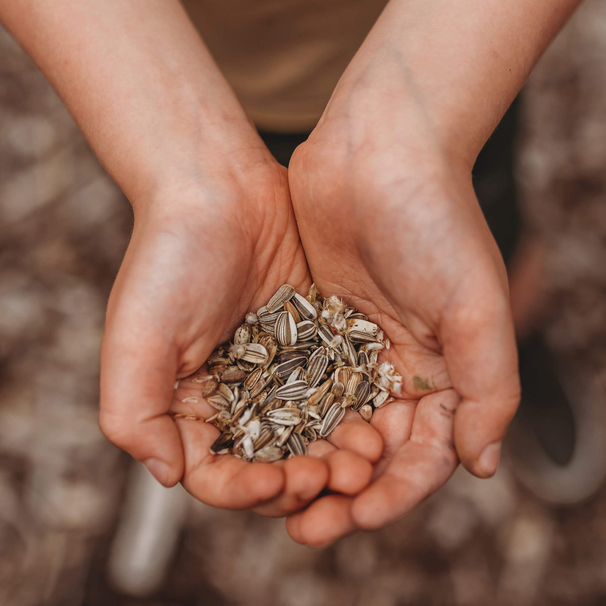 Child holding Organic flower seeds made by Heirloom Harvest in Australia from Your Wild Books